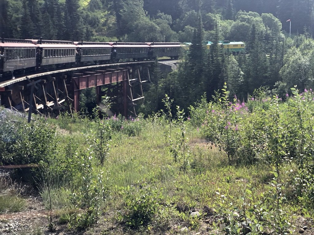 A scenic train traveling along a curving track on a hillside surrounded by trees and greenery, with wildflowers in the foreground.