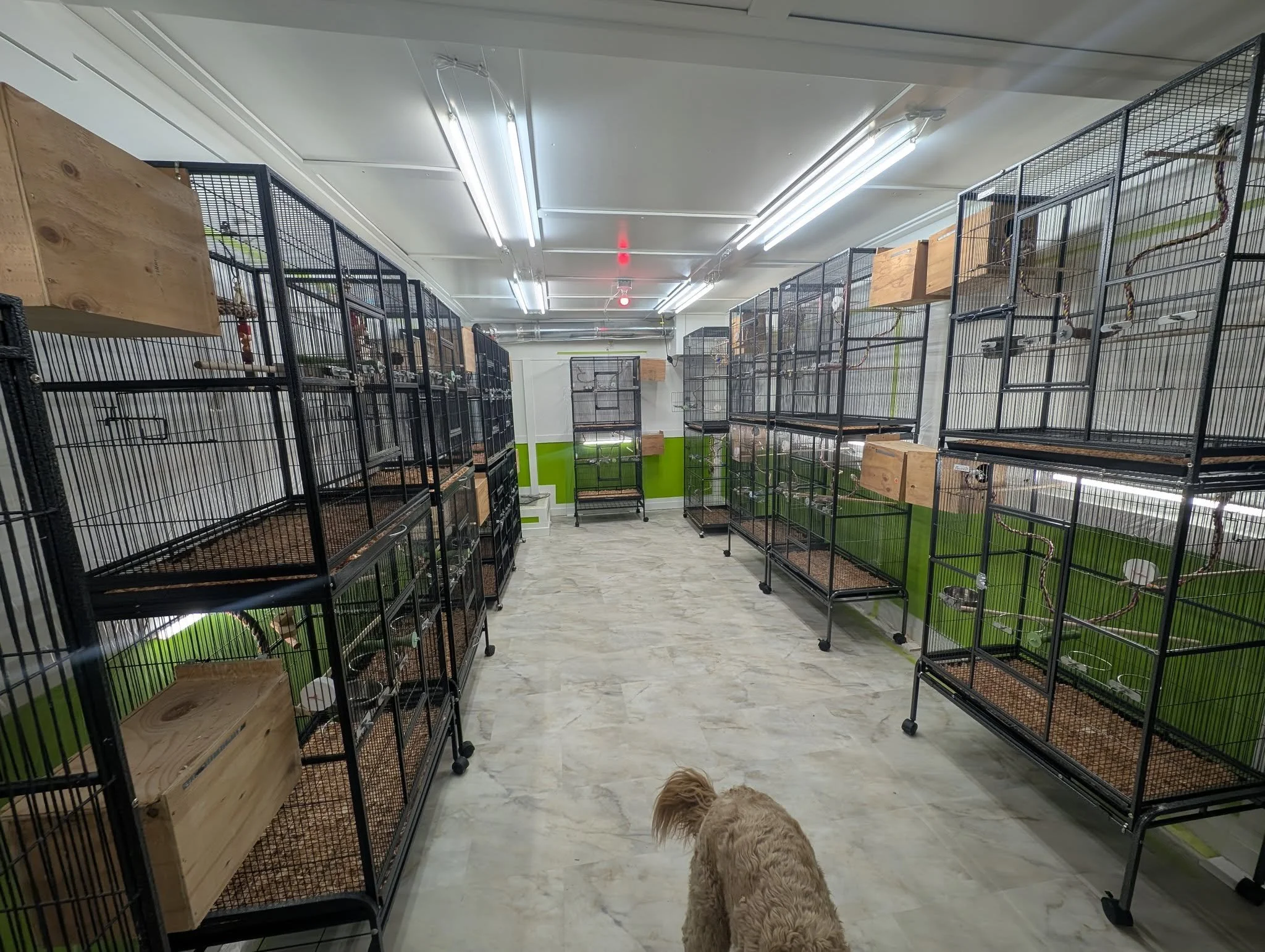 Room with multiple empty birdcages on black metal stands with some wooden boxes, a dog walking in the foreground, and fluorescent lights on the ceiling.