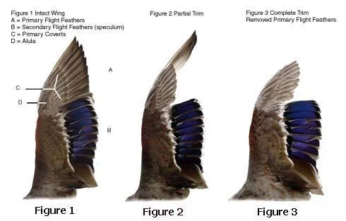 Diagram showing the stages of bird wing feather removal: original wing with primary flight feathers, secondary flight feathers, covert feathers, and alula; partial trim with some feathers removed; and complete trim with all primary flight feathers removed.