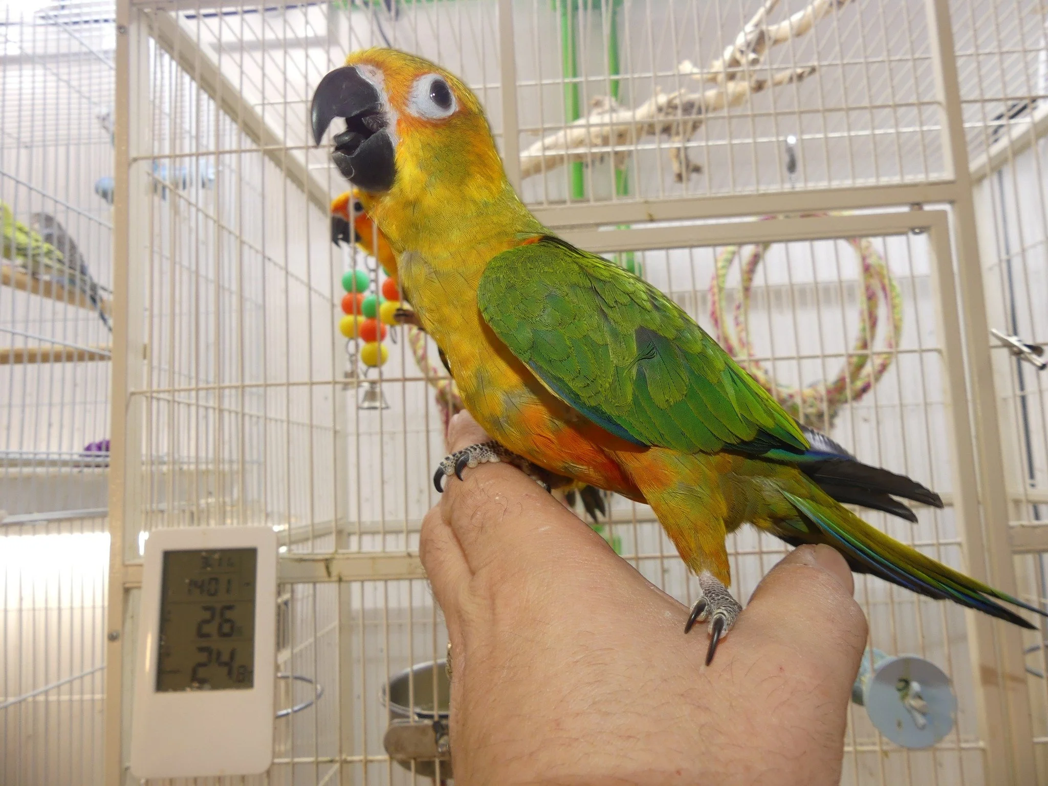 A vibrant green and yellow parrot with black beak perched on a person's hand inside a birdcage with toys and a digital temperature and humidity monitor.