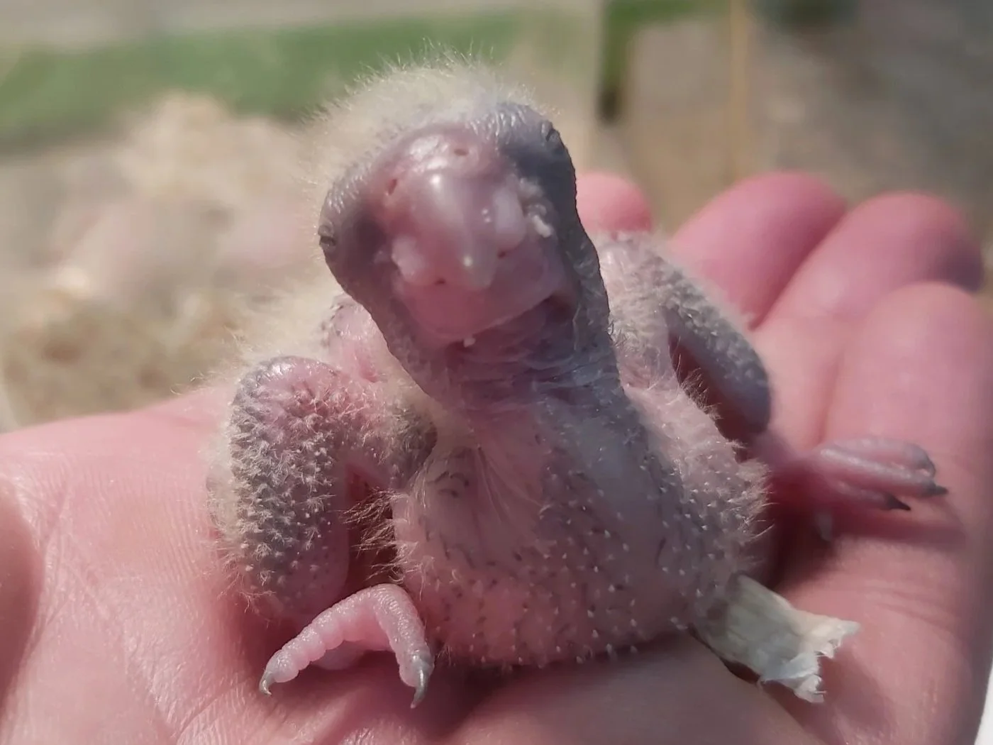 Close-up of a tiny baby bird with pink skin and sparse downy feathers, being gently held in a person's hand.