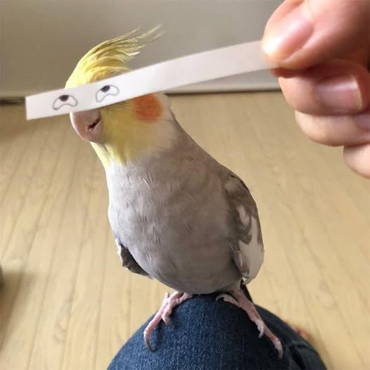 A cockatiel bird standing on a person's knee with a tongue sticking out. Someone is holding a strip of paper with drawn eyes in front of the bird's face.