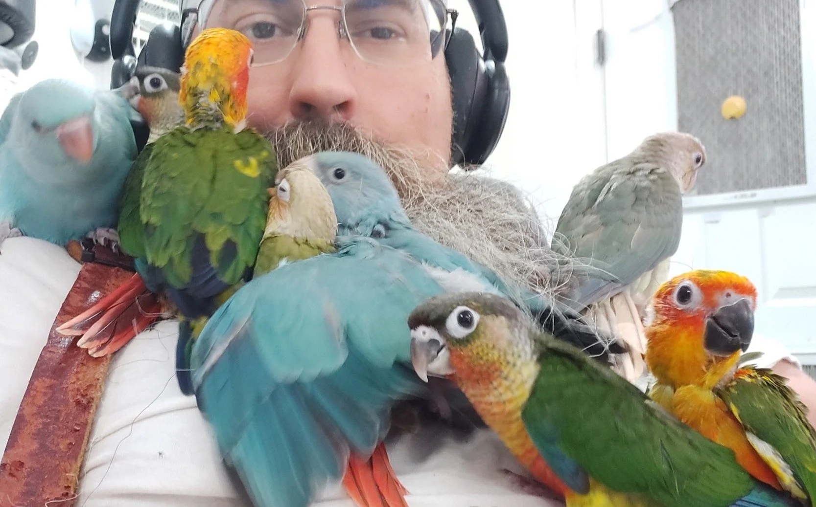 A man with glasses, a beard, and wearing headphones surrounded by colorful parrots and cockatiels on his shoulder and chest, indoors with white walls and cabinets in the background.