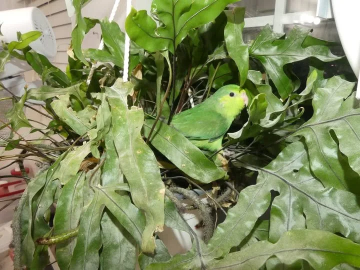 Green parrot perched among large green leaves of a plant indoors.