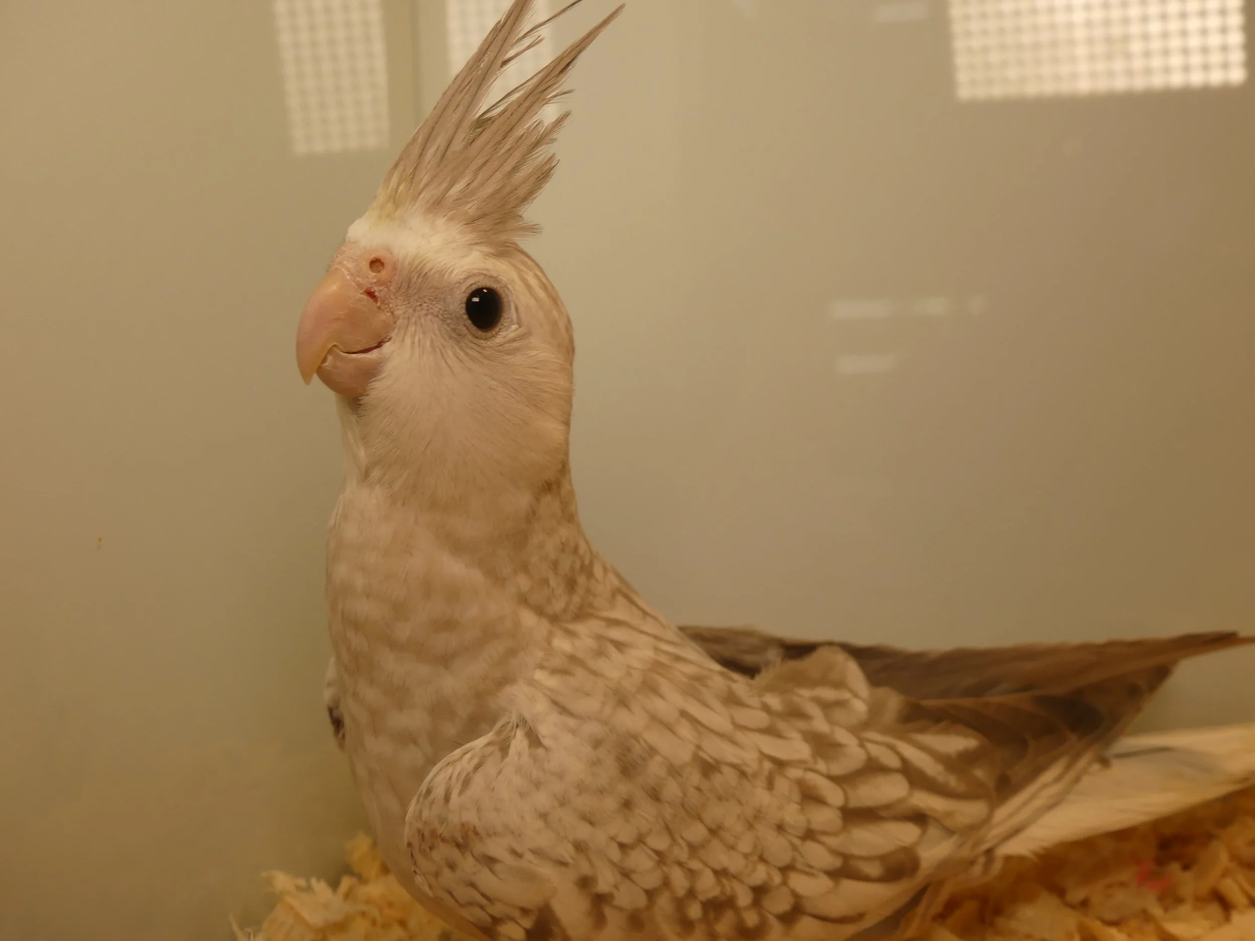 Cockatiels