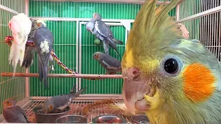 Close-up of a yellow cockatiel with orange cheek patches in a cage, with several dark-colored parrots on perches in the background.