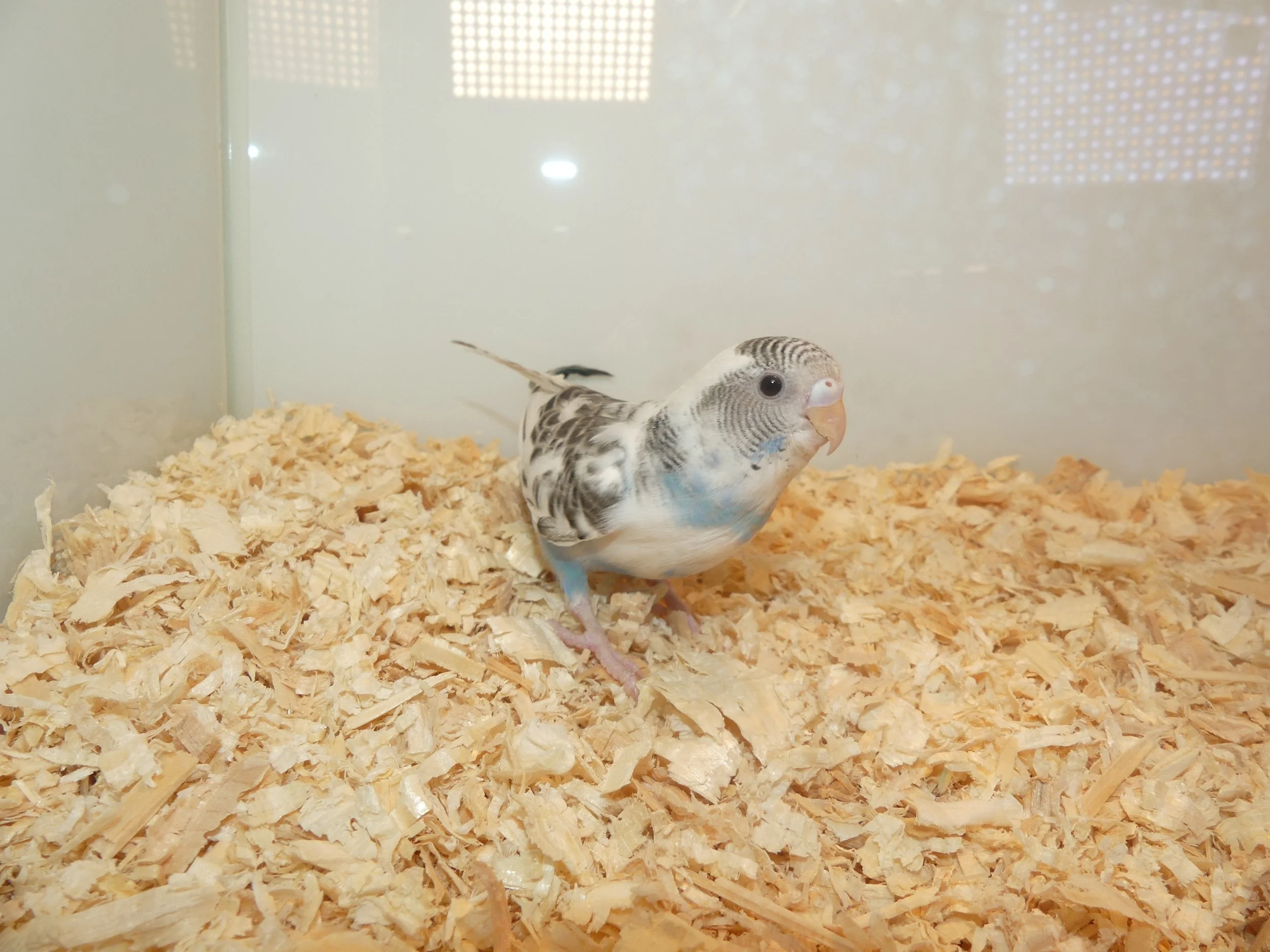 #4 White blue pied female    -rcl