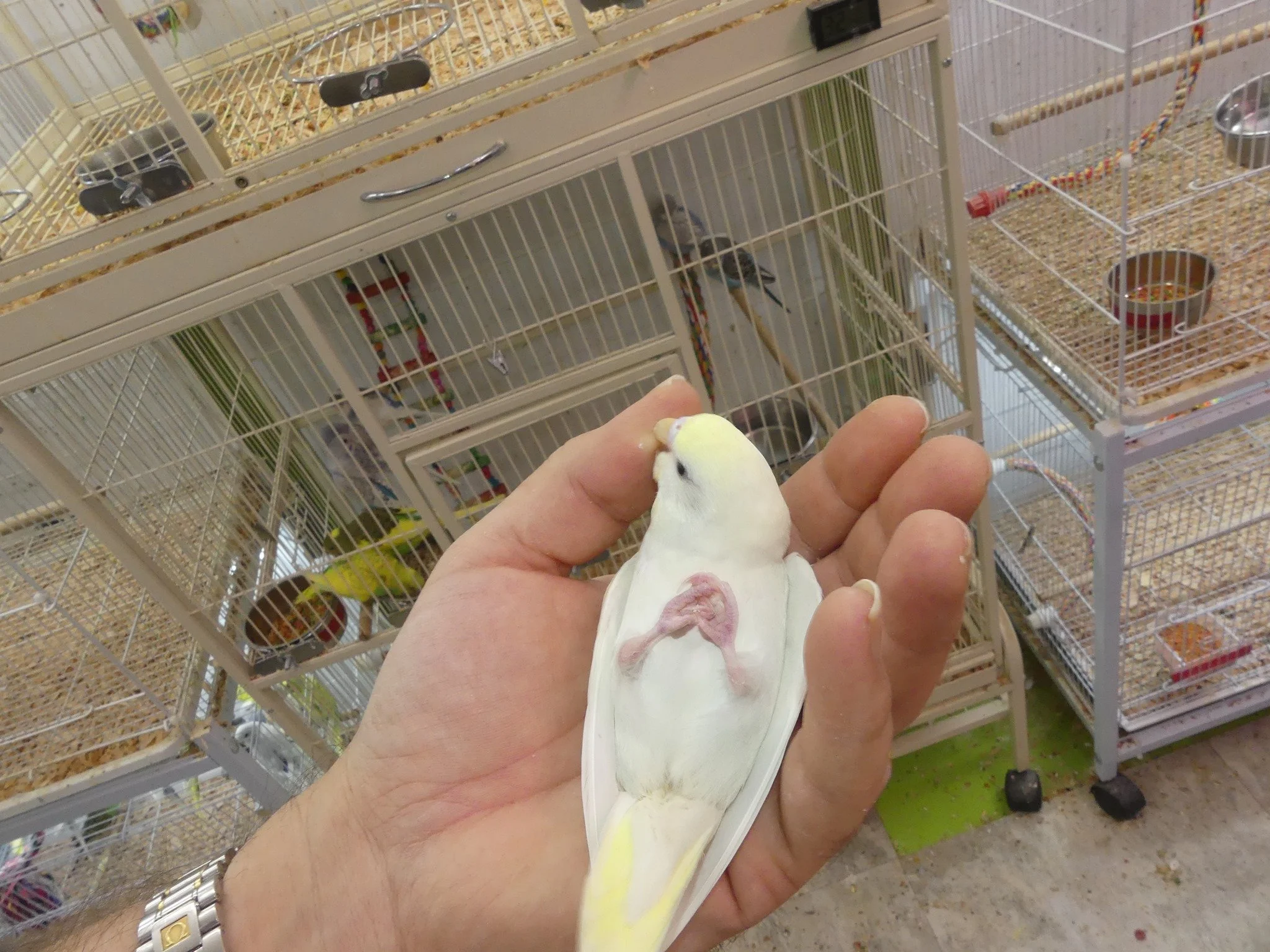 A person holding a white budgerigar with light yellow on its wings in their hand, in front of bird cages with other budgerigars, seed, and food bowls inside.