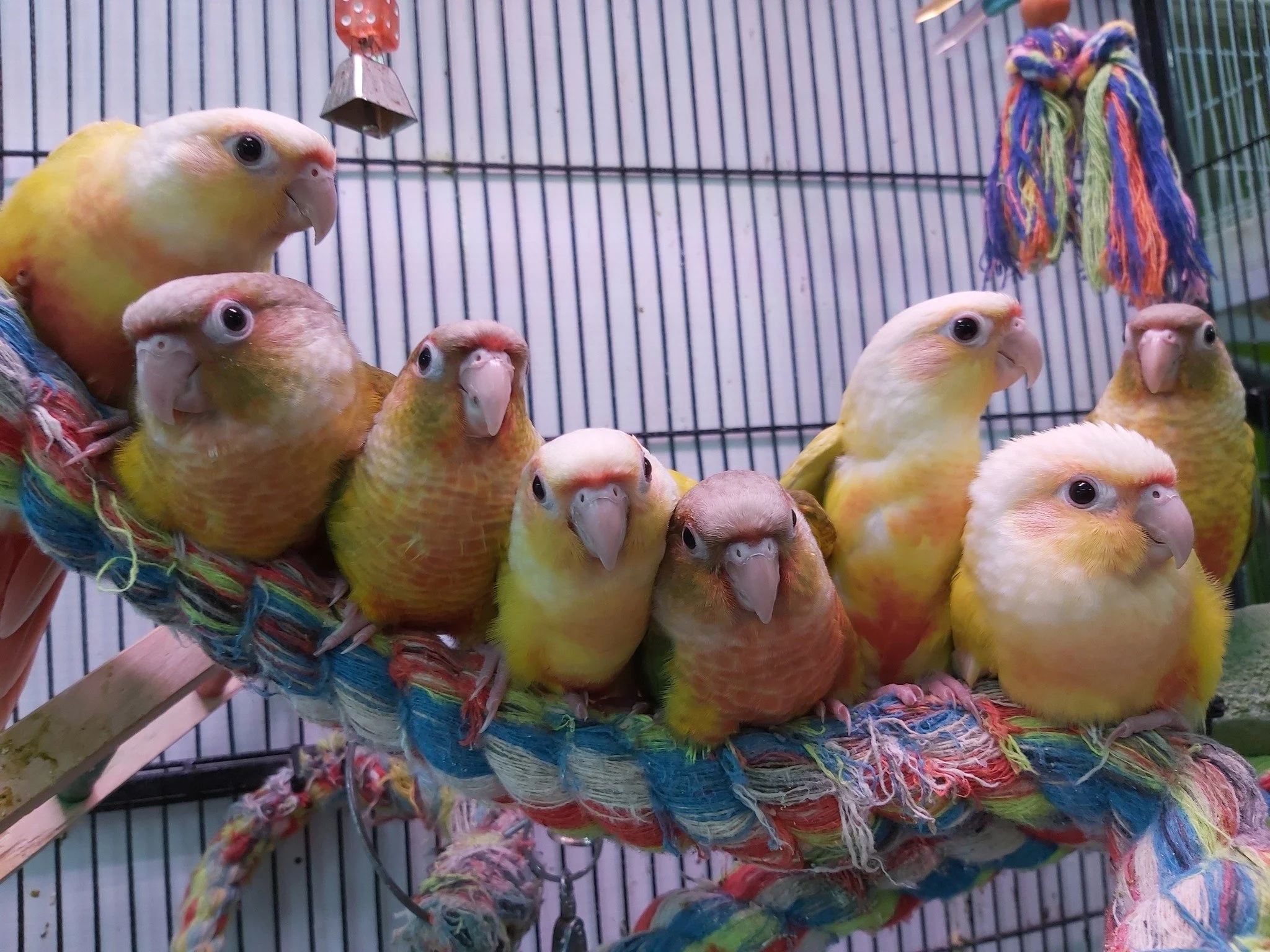 A group of small colorful parrots sitting on a woven perch inside a cage.