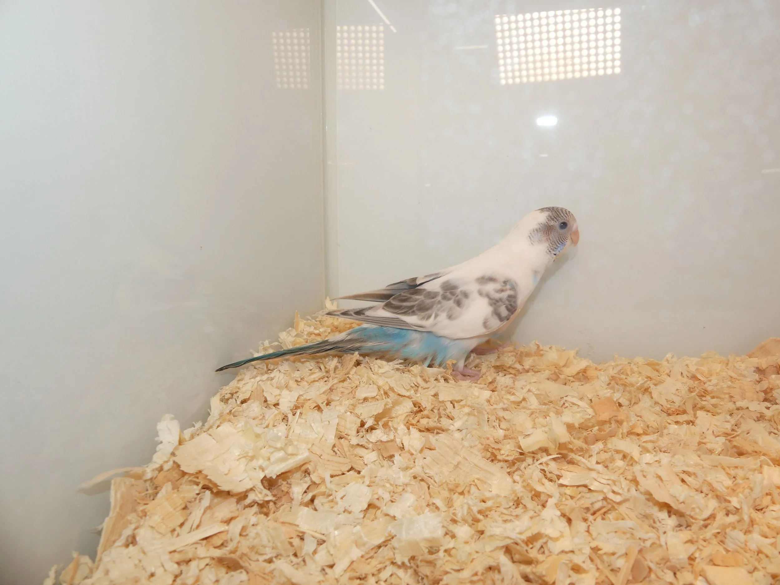 #8  White blue pied female    -lcl