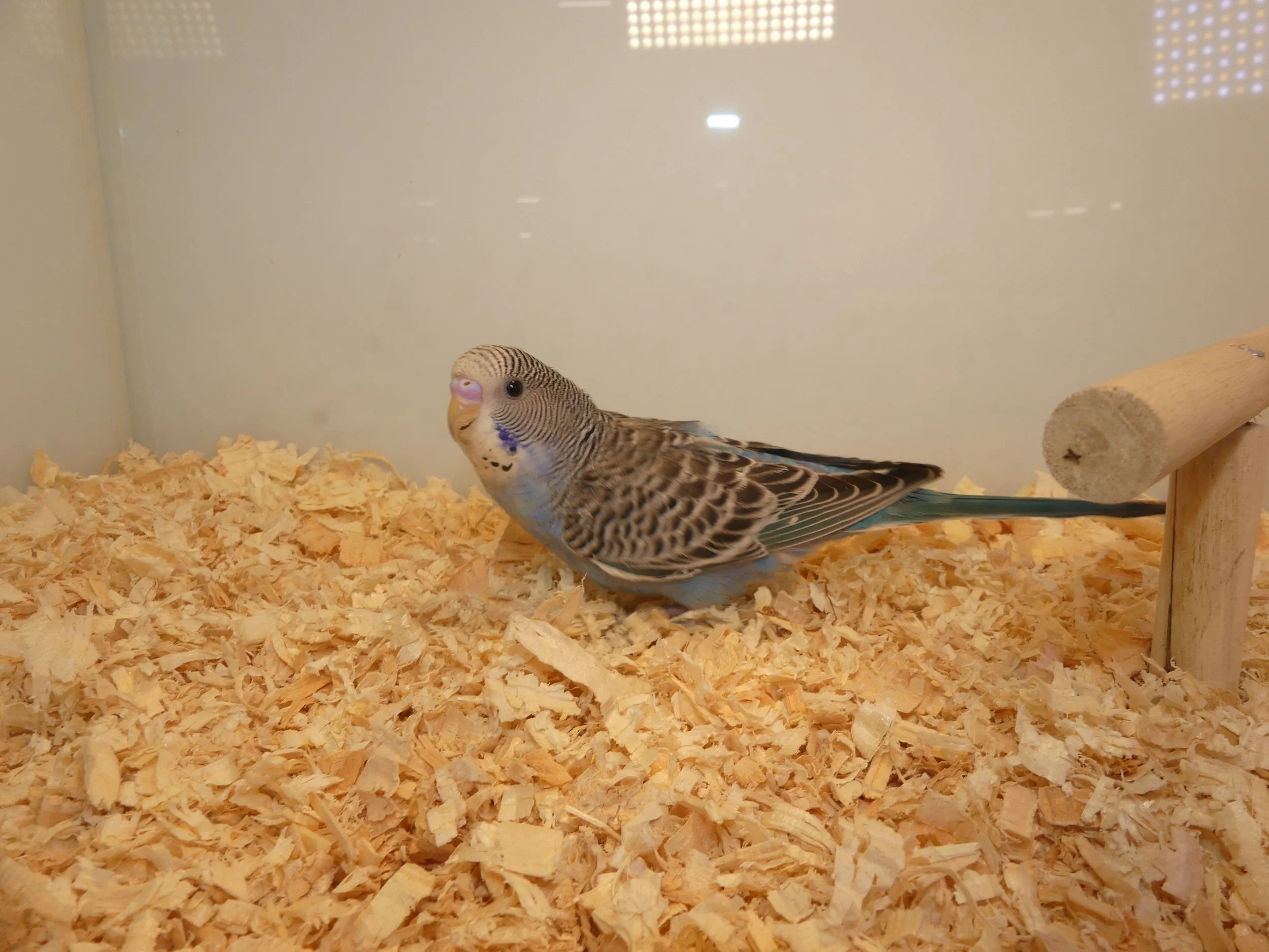 #7 Blue male    -bcl