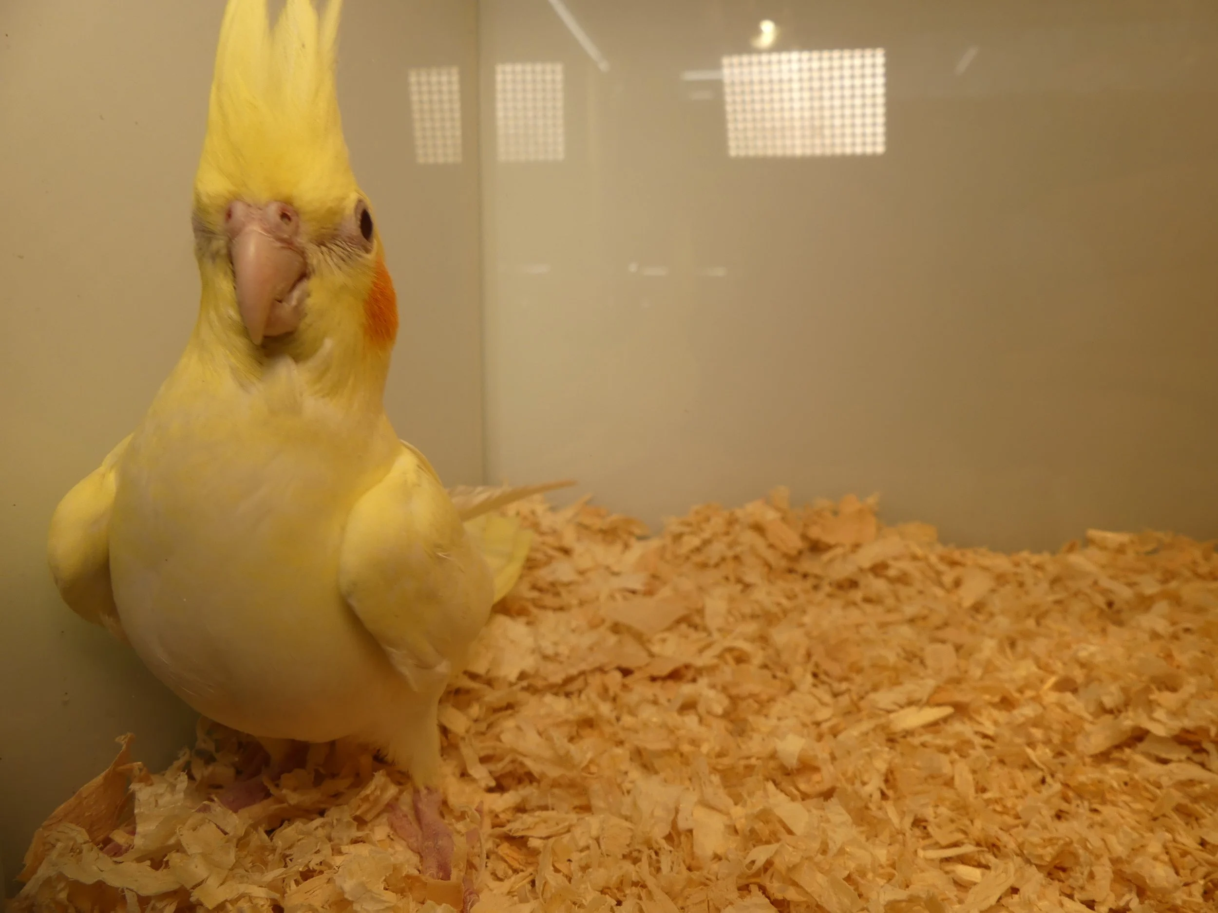 #11 Lutino female - on hold