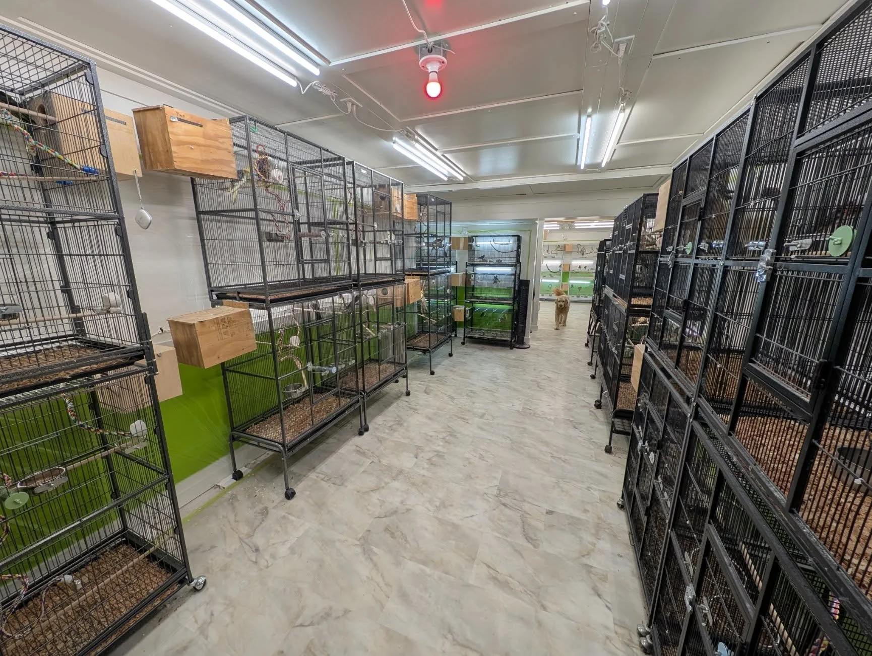 An indoor pet store with multiple empty birdcages on black metal stands on both sides of the aisle and a dog walking toward the camera in the background.