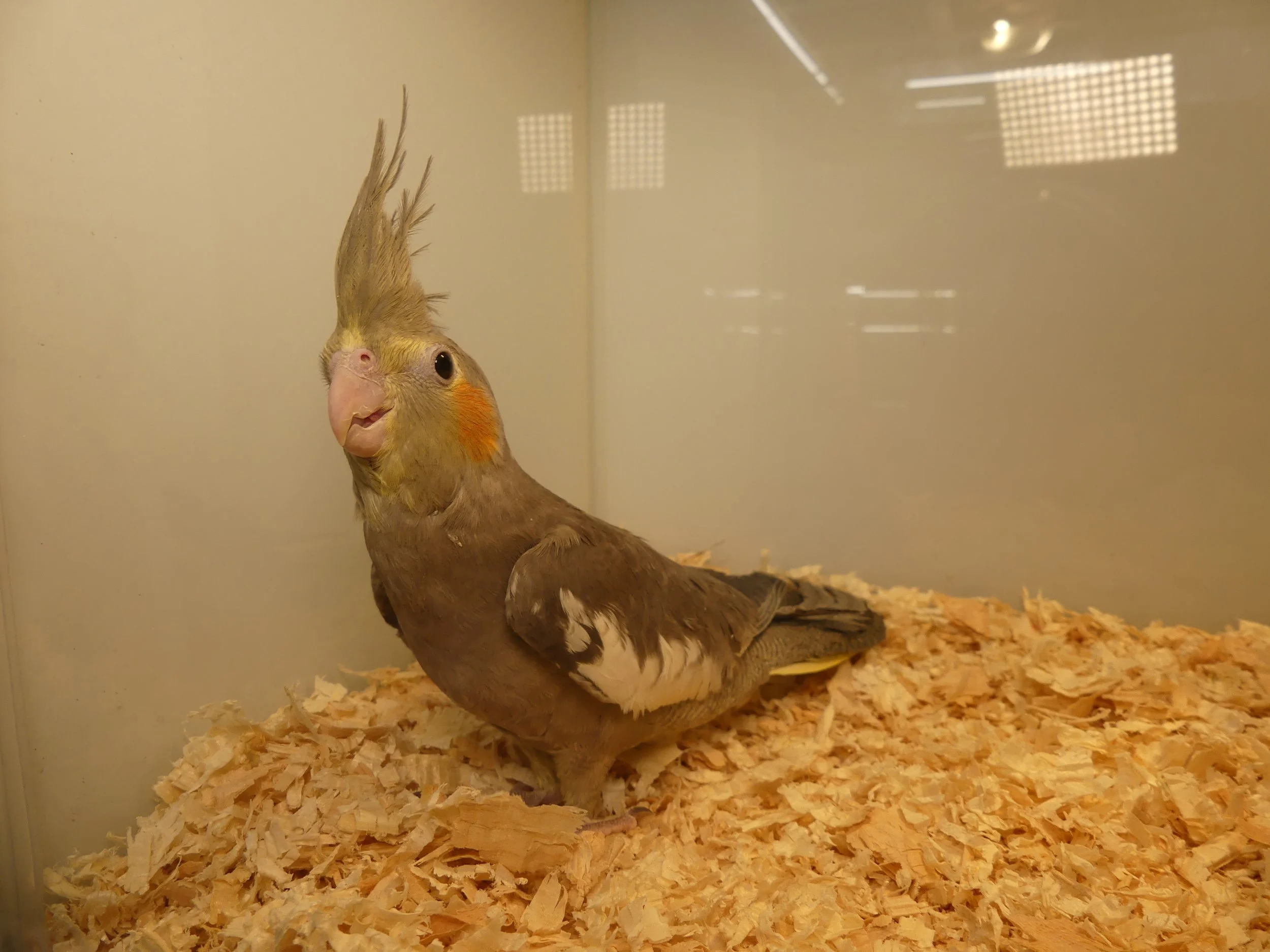 #14 Grey male - on hold