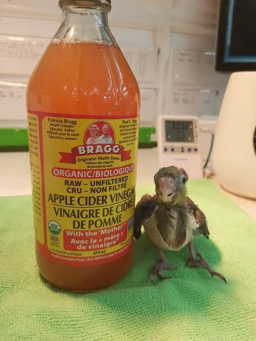 A small bird with ruffled feathers stands on a green towel next to a bottle of Bragg organic apple cider vinegar on a kitchen counter.