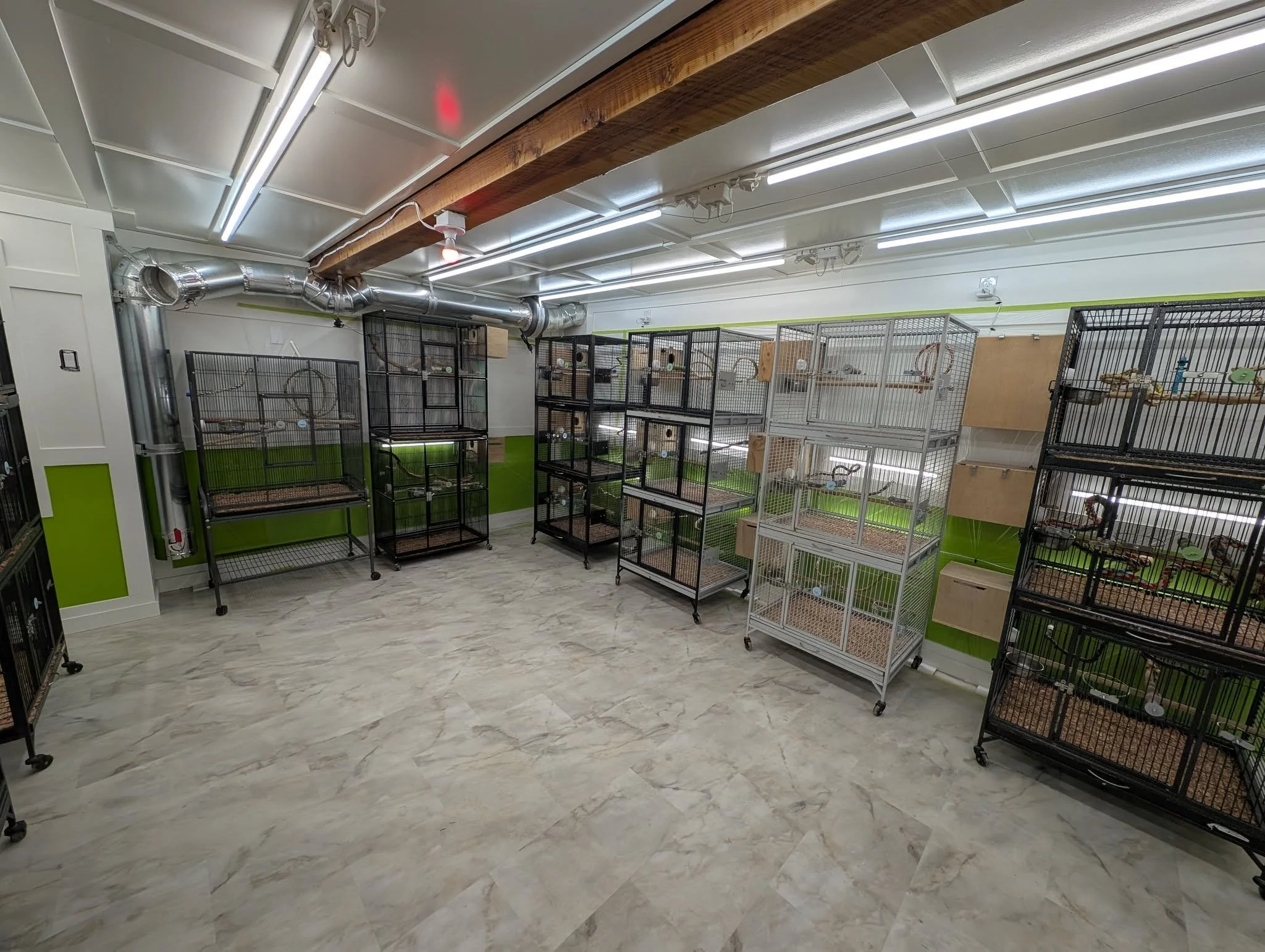 Room with multiple cages on wheels, containing small animals, in a clean, well-lit space with white walls, green accents, and a polished floor.