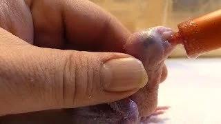Close-up of a person's hand holding a small animal, possibly a bird or a mammal, and feeding it with a bottle.