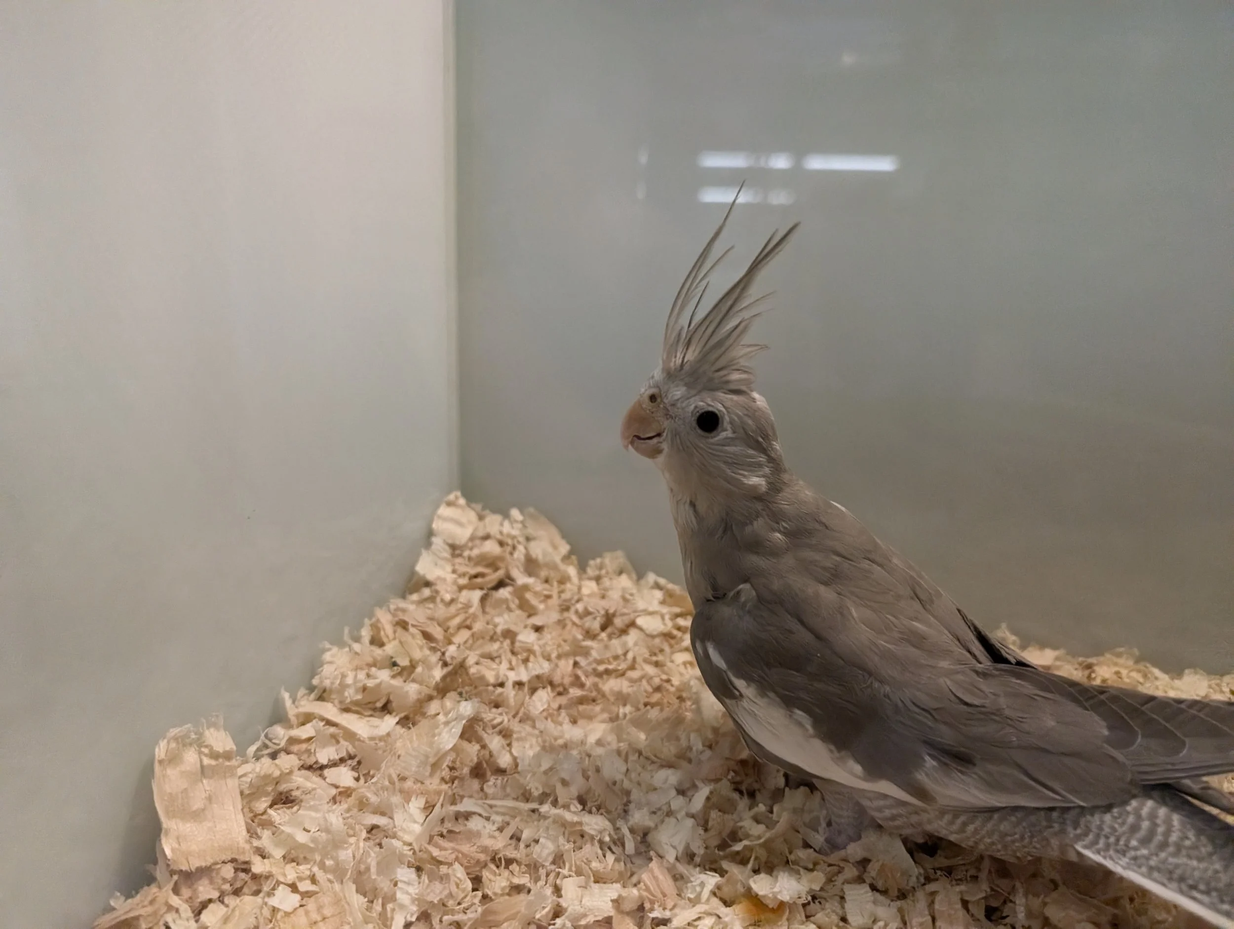 #25 cinnamon whiteface female