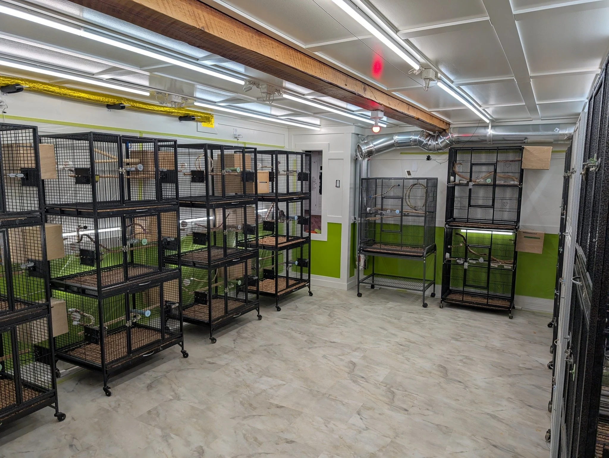 An indoor room with multiple black metal cages with wooden perches, likely for birds or small animals, and green painted lower walls, fluorescent lighting, and visible ductwork.