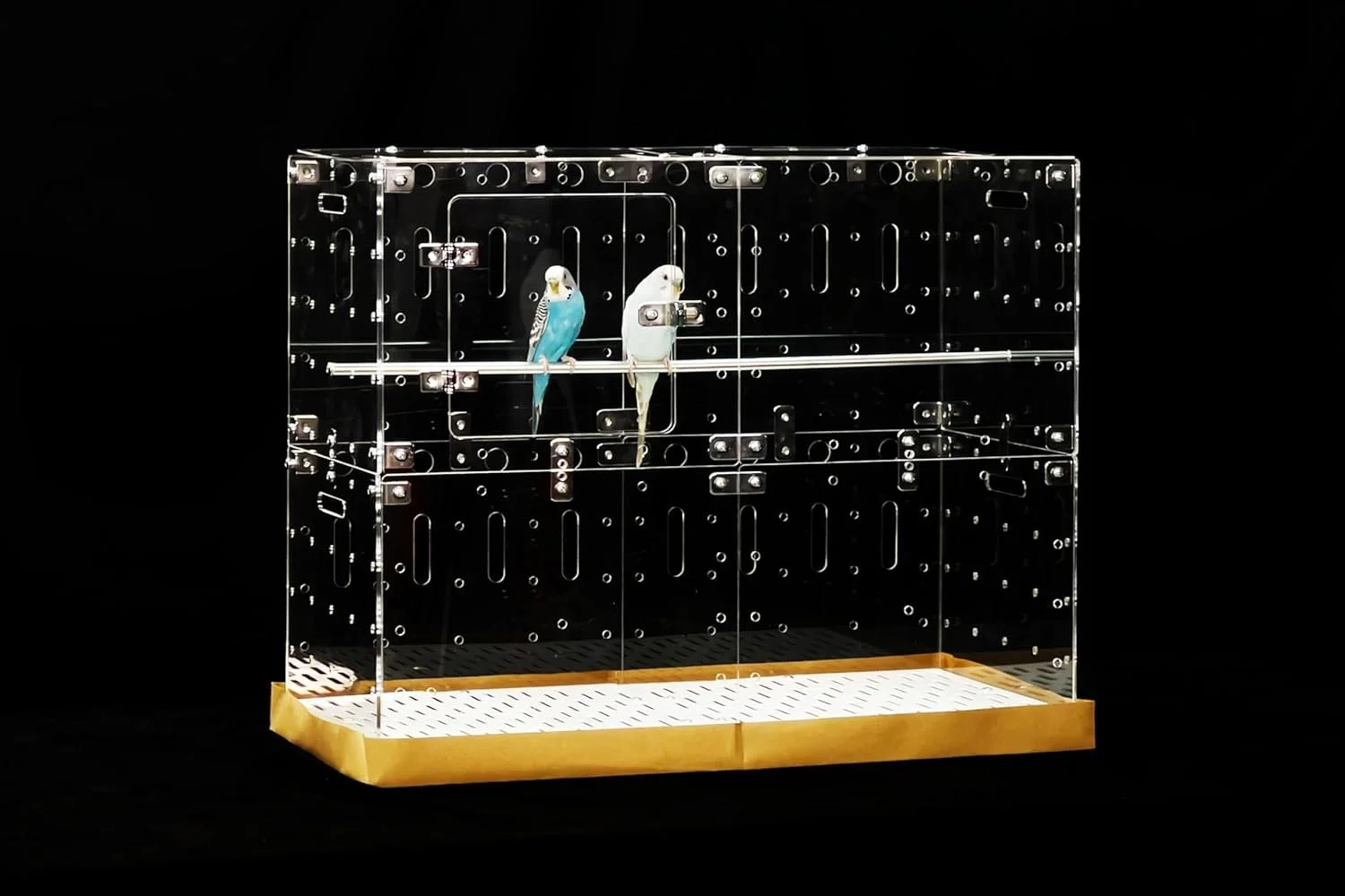 Two parrots, one blue and white, and one white, sitting on a metal perch inside a transparent, rectangular birdcage with a wooden base.