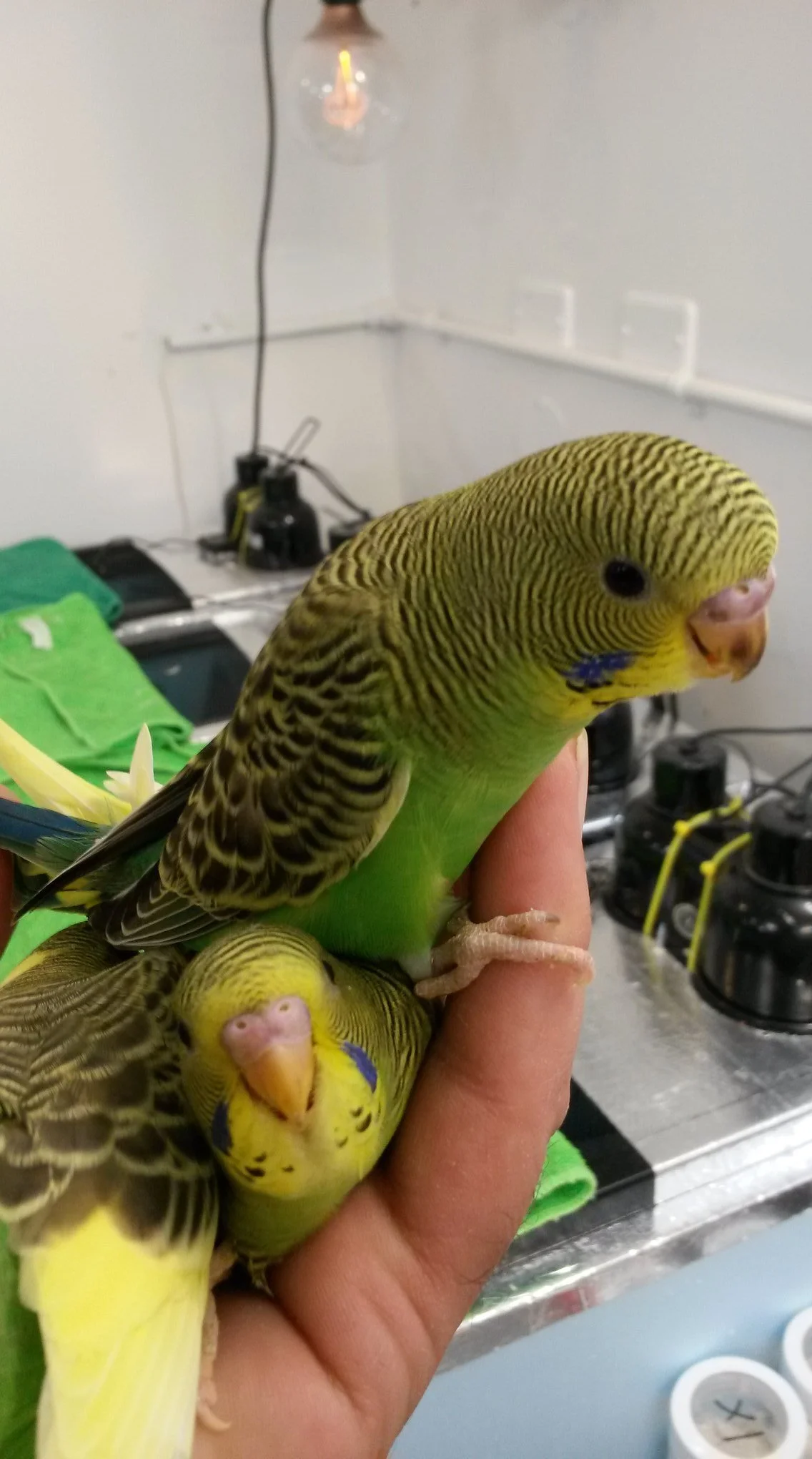 Two yellow and green budgerigars inside a person's hand, with one perched on the finger and the other below, in a room with a lamp, green cloth, and equipment in the background.