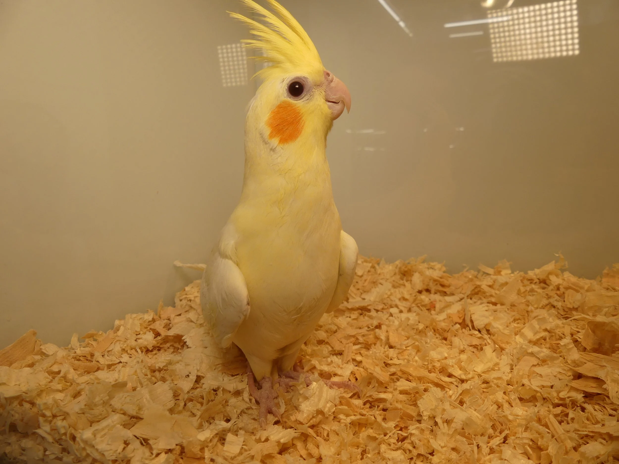 #10 Lutino female