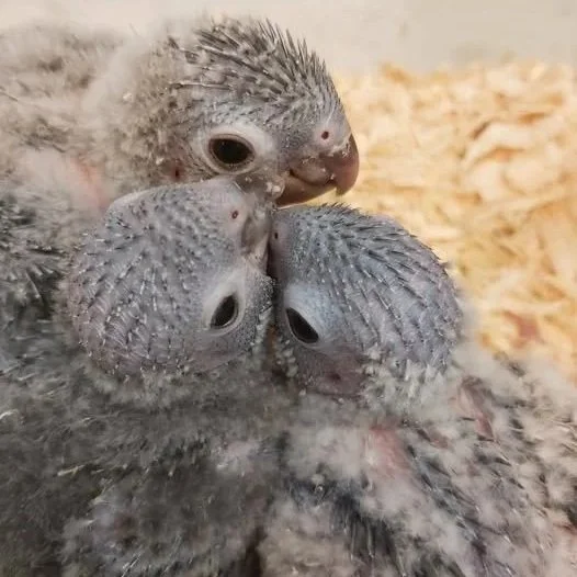 Three baby birds huddled together on a soft surface, with pale feathers and closed eyes.