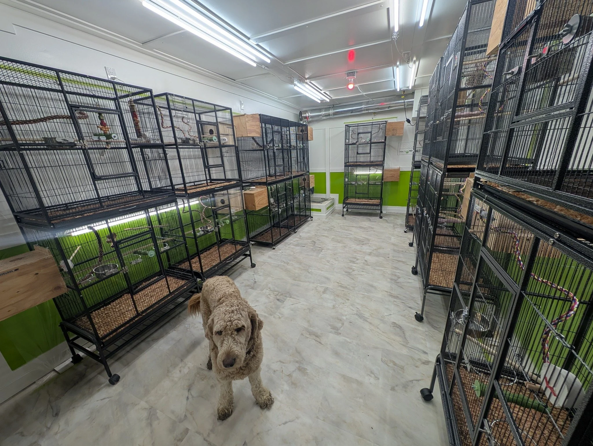 A room filled with multiple empty birdcages, a dog standing on the floor, and bright fluorescent lighting.