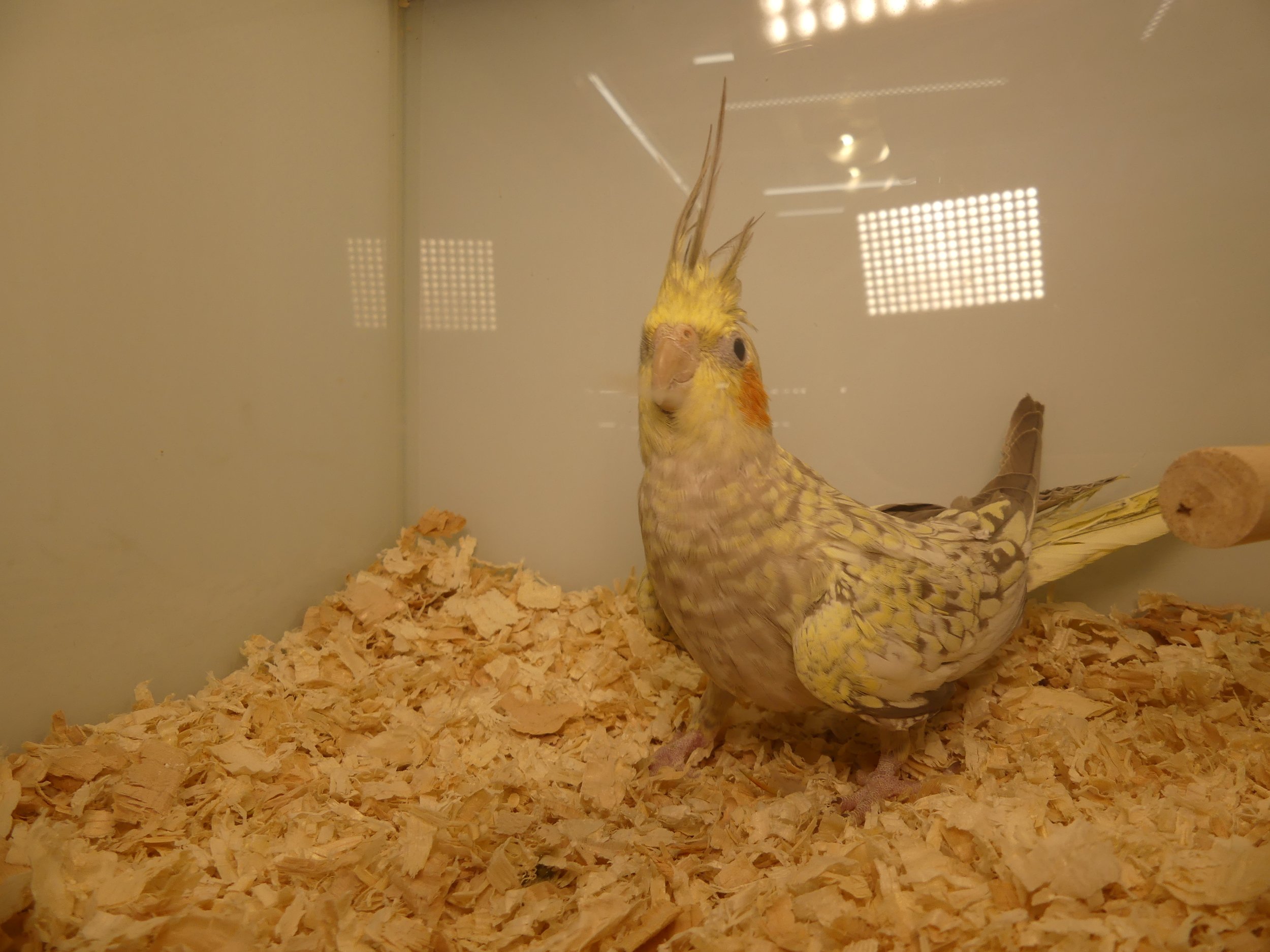 #21 cinnamon pearl female
