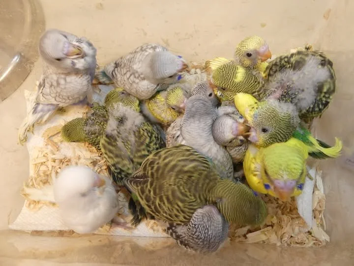 A group of various young budgerigar parrots in a enclosure with wood shavings.