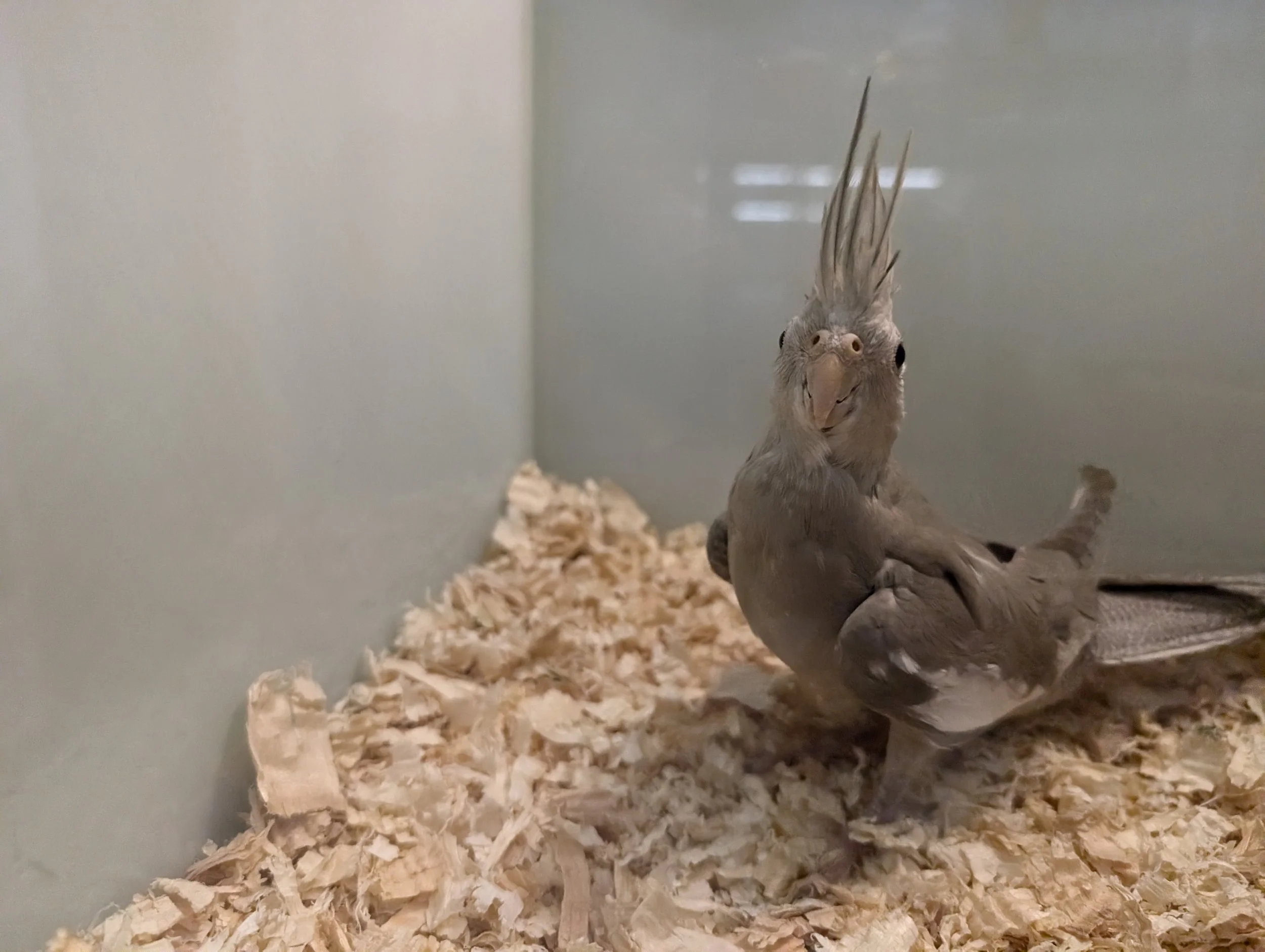 #25 cinnamon whiteface female