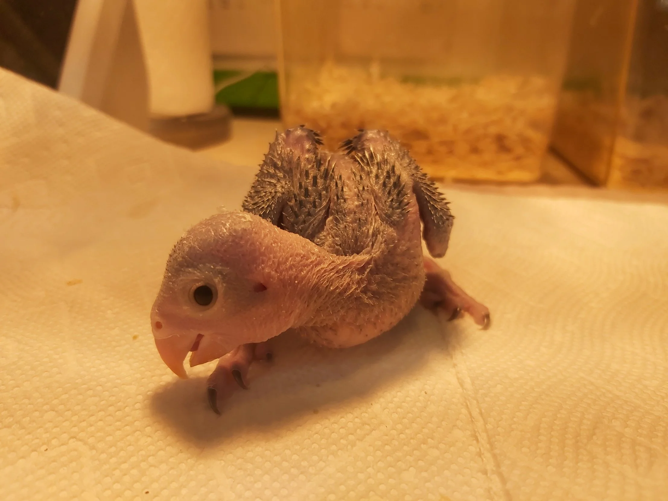 Close-up of a baby bird with a fuzzy pink face and sparse feathers, sitting on a white paper towel.