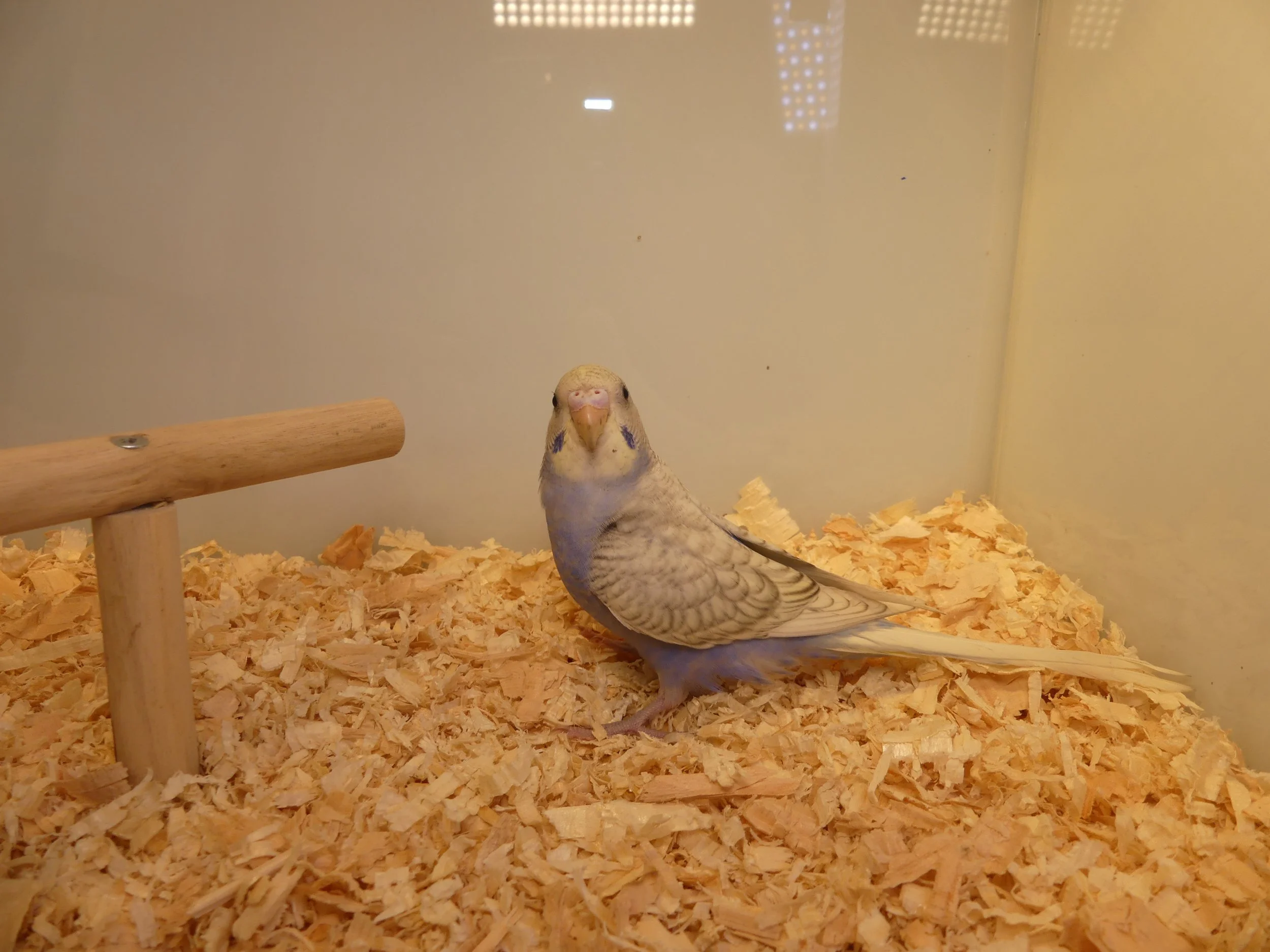 #10 Tri color female