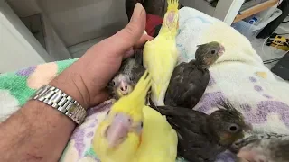 Several baby birds, including a yellow chick and small gray and brown nestlings, are gathered on a towel, with a person's hand gently touching them.