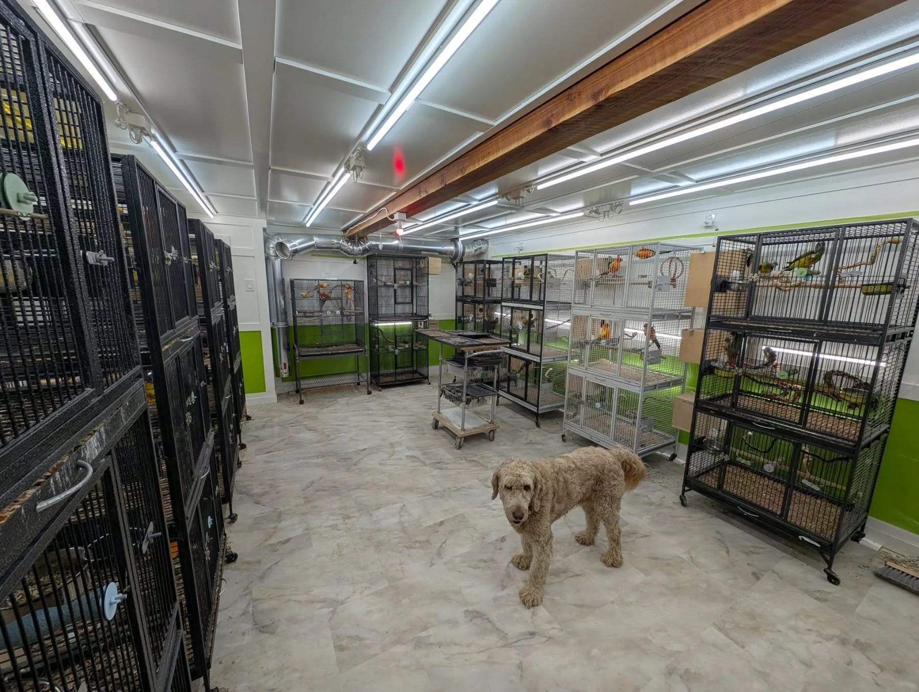 A large room with several bird cages, some on wheels, and a fluffy light brown dog standing on a marble floor.