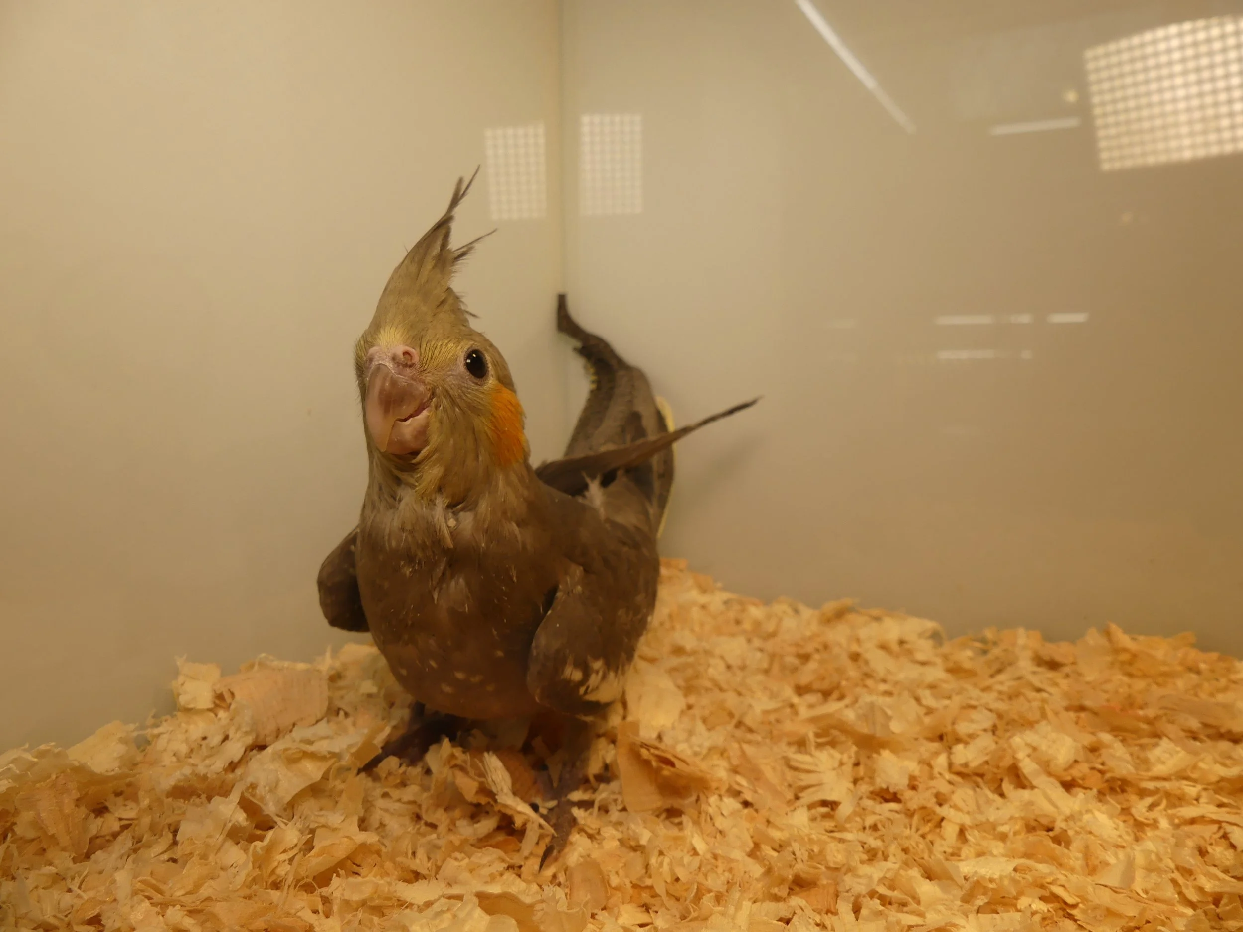 #15 Grey female