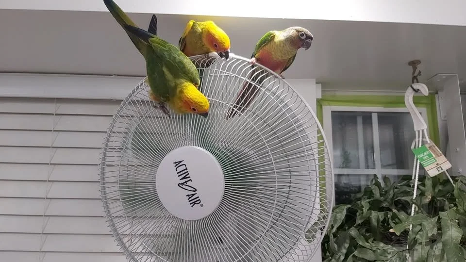 Three parrots perched on a ceiling fan blade.