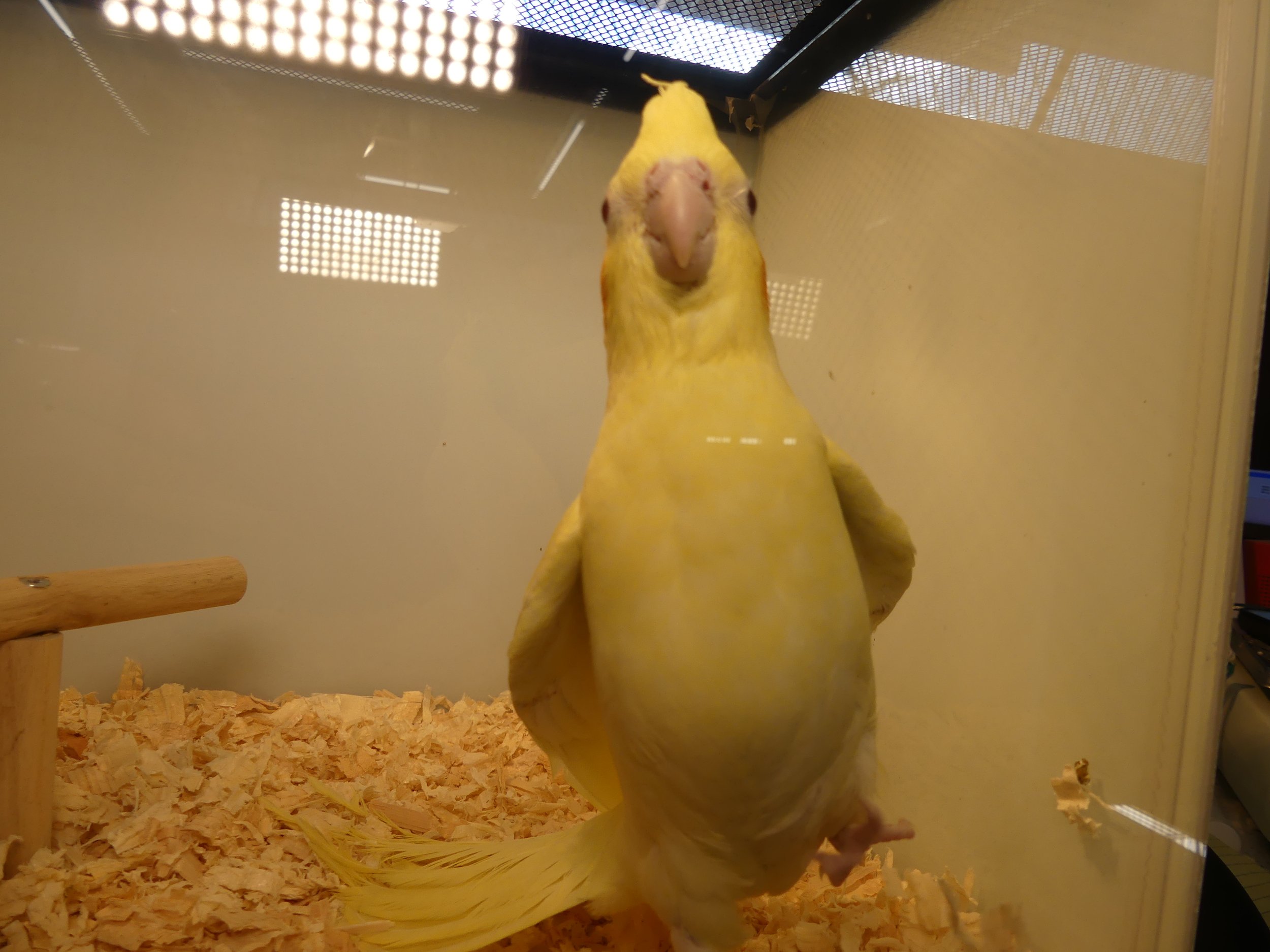 #9 Lutino female 