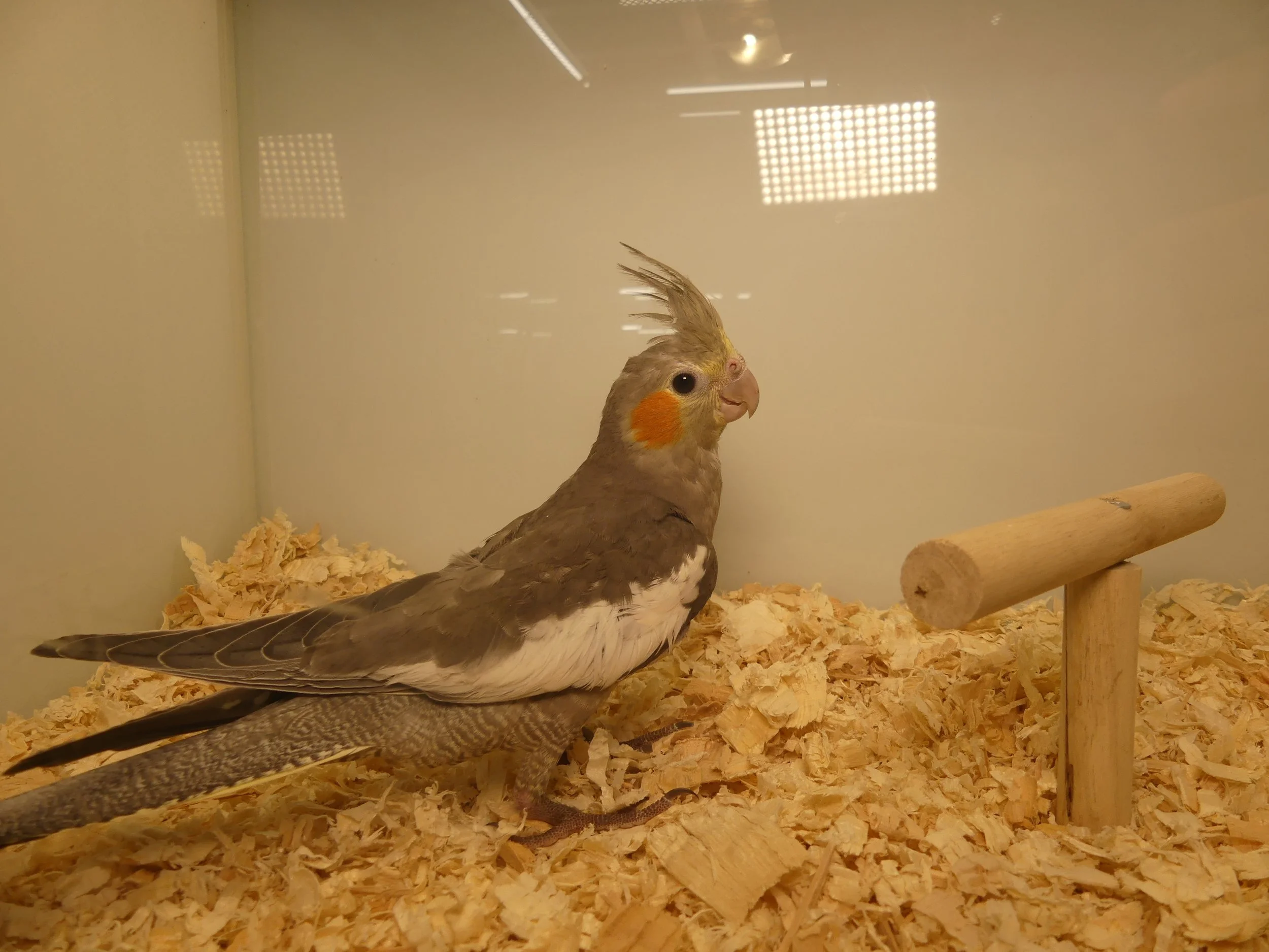 #19 grey male