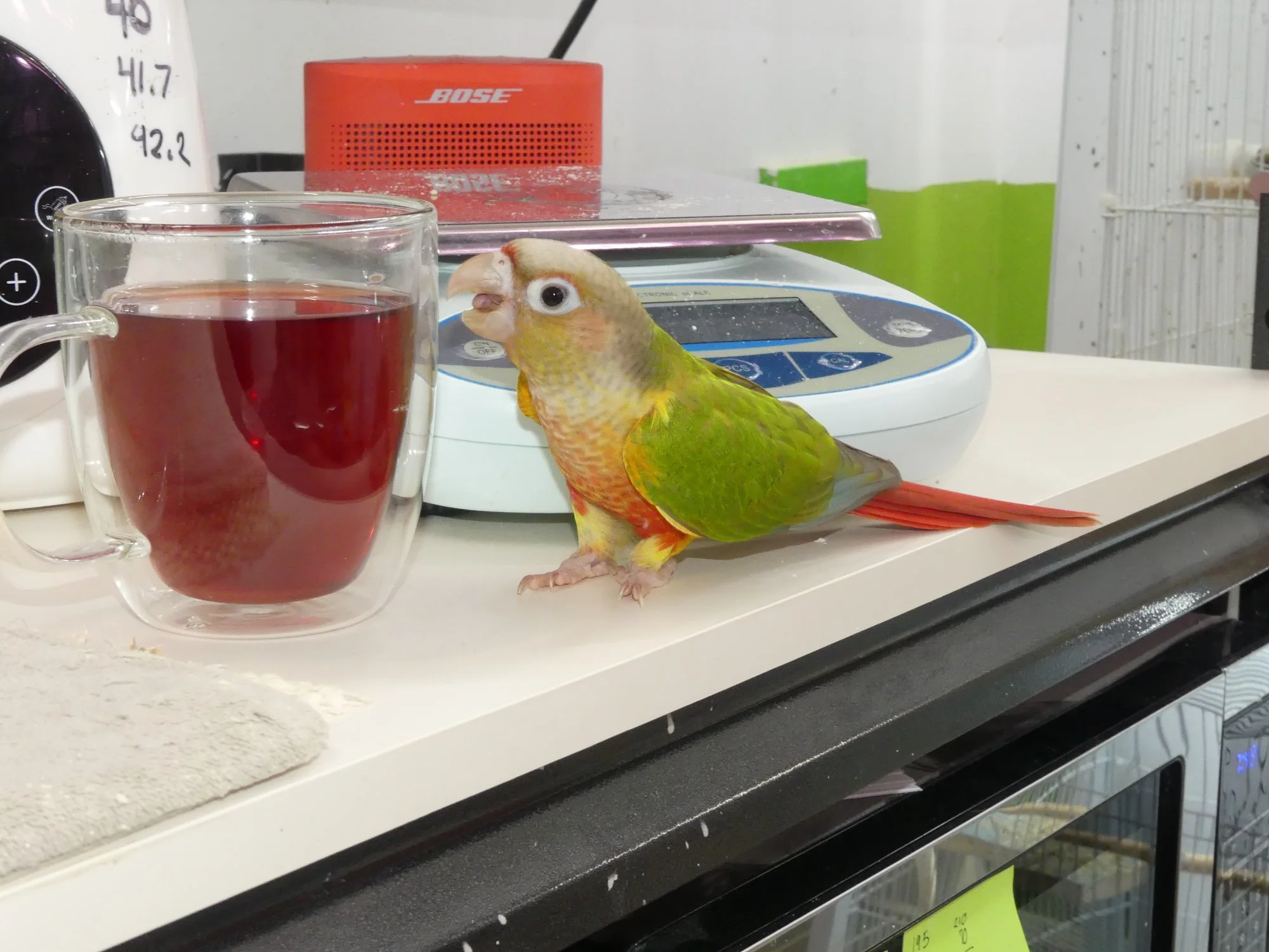 A colorful bird, possibly a conure, stands on a white countertop next to a glass mug filled with a dark red liquid, with a kitchen or laboratory setting in the background.
