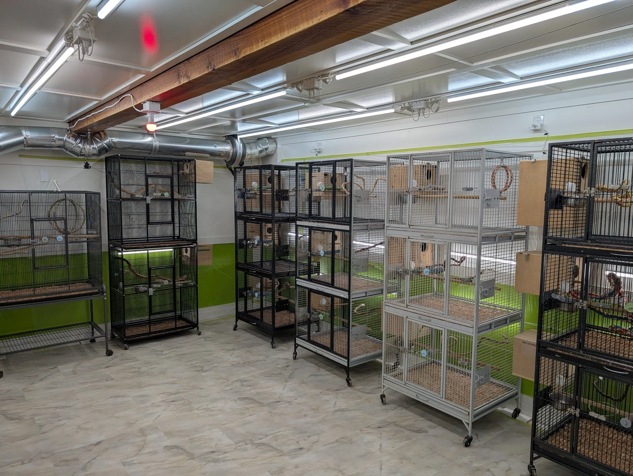 Empty bird cages on wheels inside a room with a green accent wall and ceiling ventilation ducts.