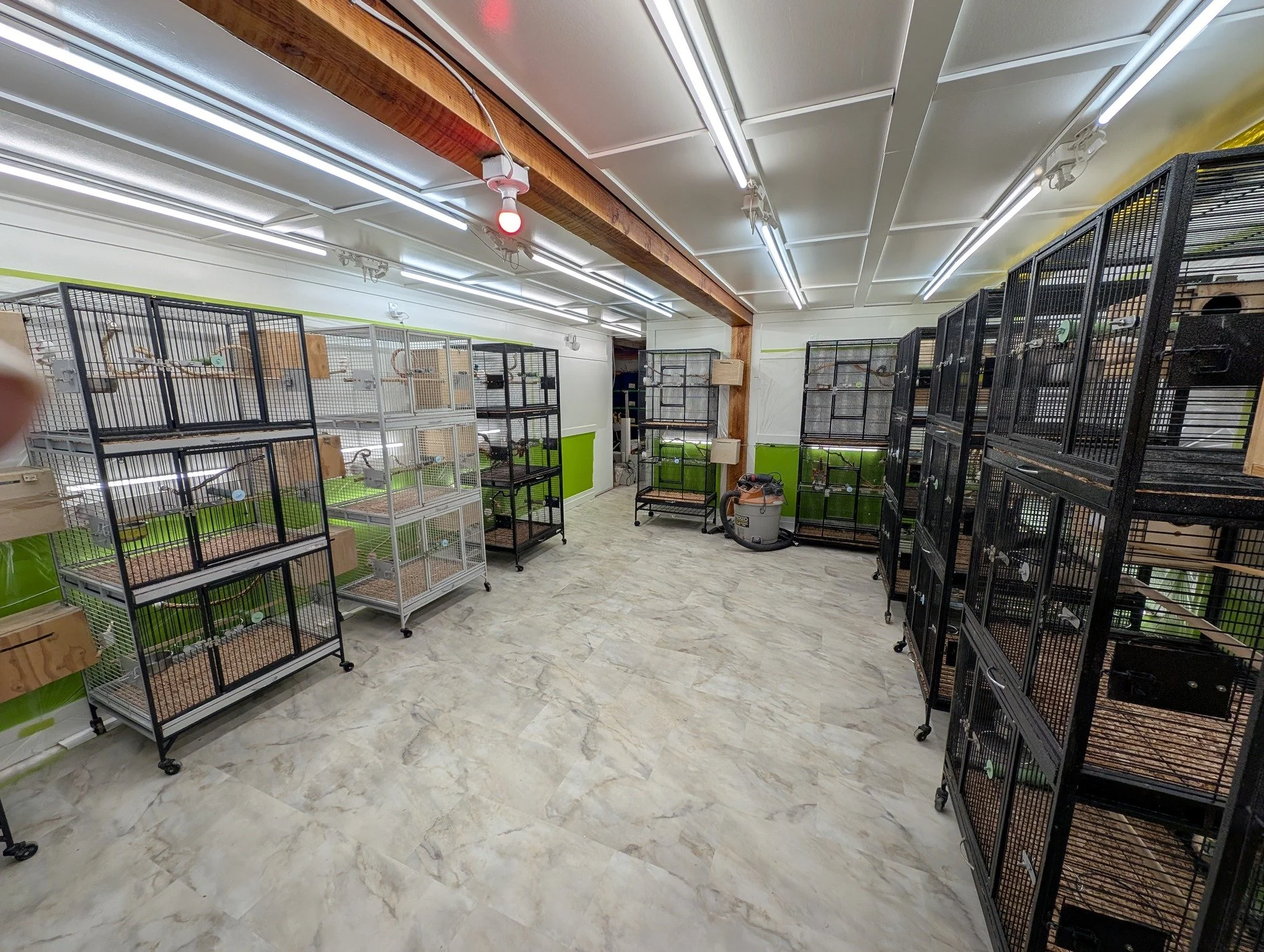 A room with multiple bird cages on wheeled stands, some with wooden perches and feeding dishes, arranged along white walls with lime green accents. The ceiling has fluorescent and track lighting, and there is a vacuum cleaner near the back wall.