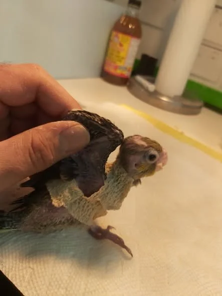 Person holding a baby bird with a partially feathered wing, in a kitchen setting with a bottle of syrup, paper towel roll, and other items in the background.