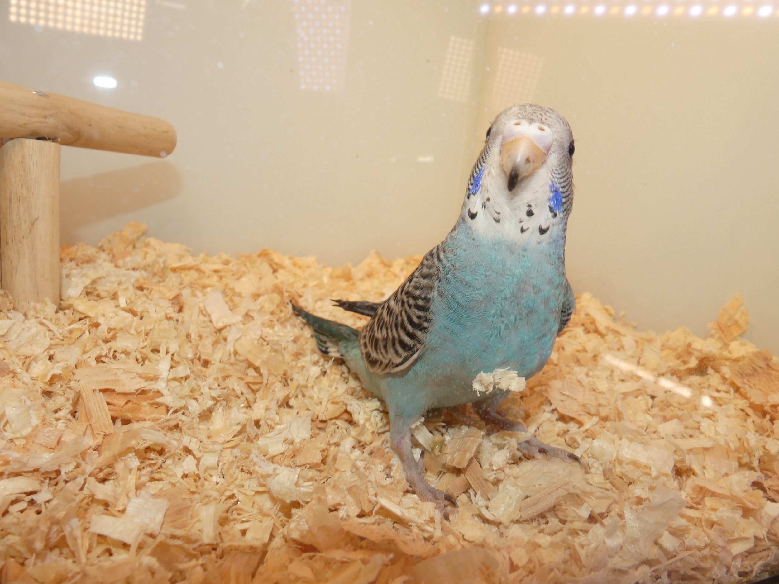 #5 Blue female   -lcl