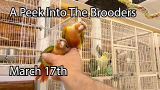 Hand holding a peach-colored cockatoo near bird cages with other birds inside, captioned 'A Peek Into The Brooders March 17th'.
