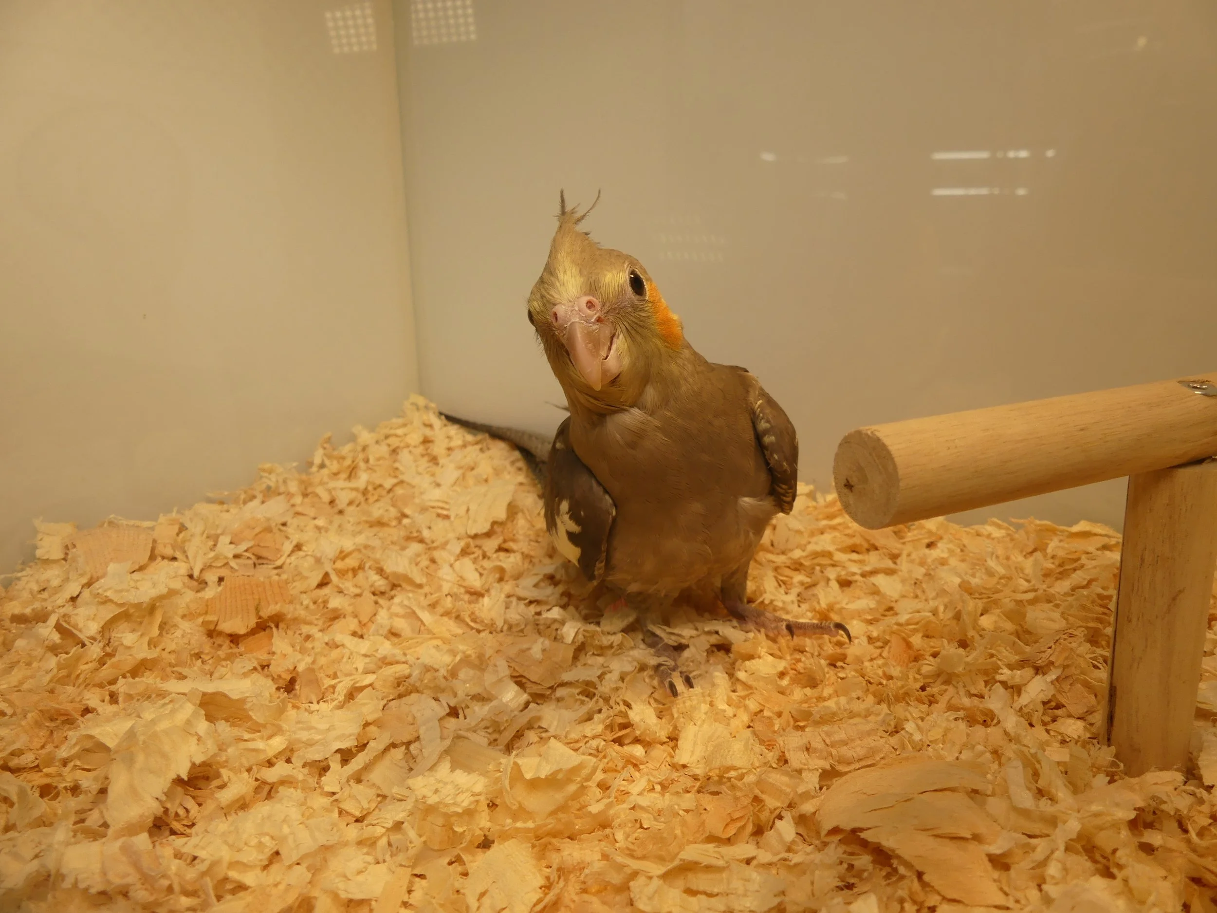 #16 Grey female