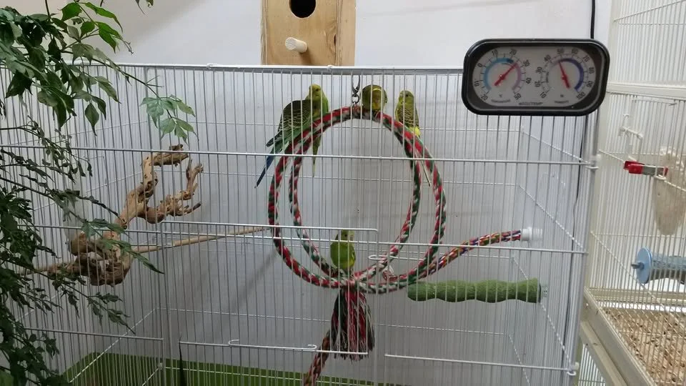 Four green parrots sitting on a circular rope perch in a birdcage, with one in the middle on the rope and two on top, near a thermometer/Hygrometer, with a green leafy plant on the left side.