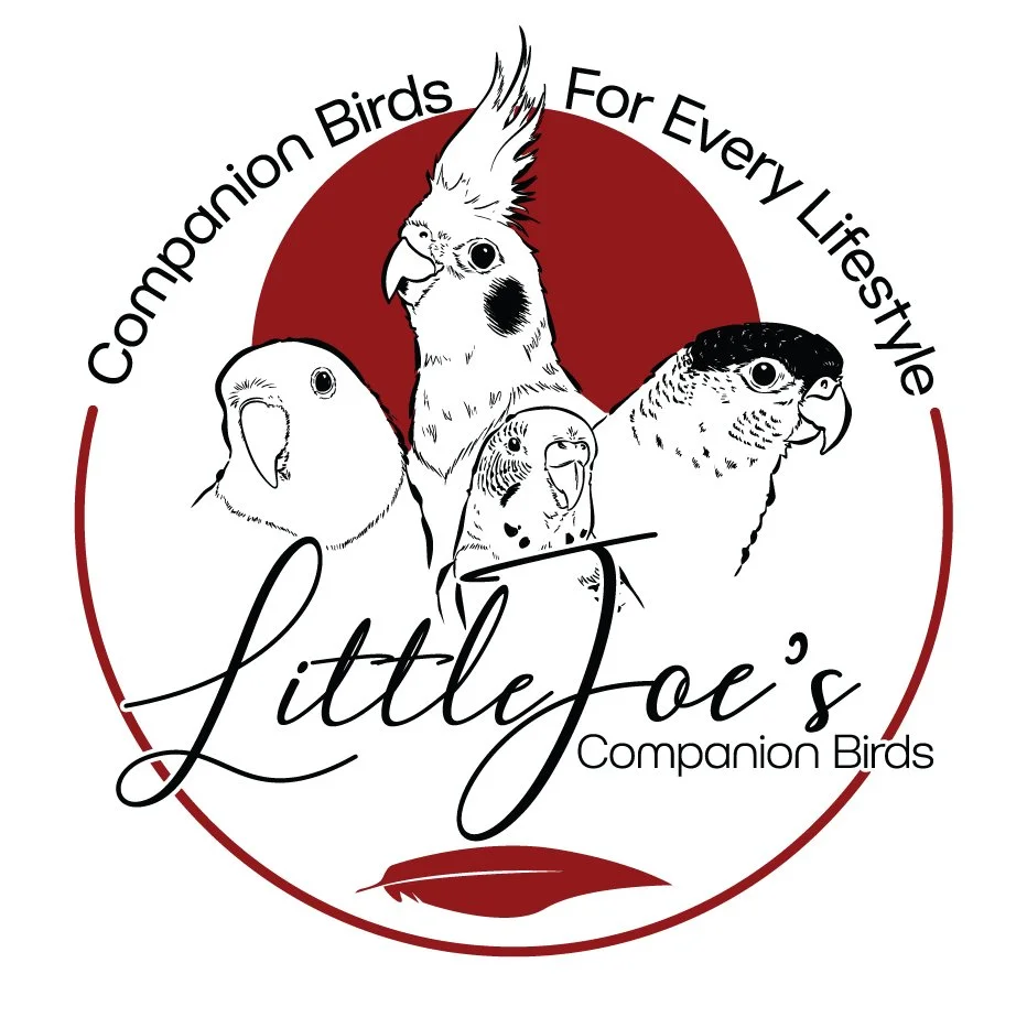 Logo for Little Fox's Companion Birds featuring illustrations of various birds, including a cockatiel, a conure, and a falcon, with the text 'Companion Birds for Every Lifestyle' and a feather graphic.