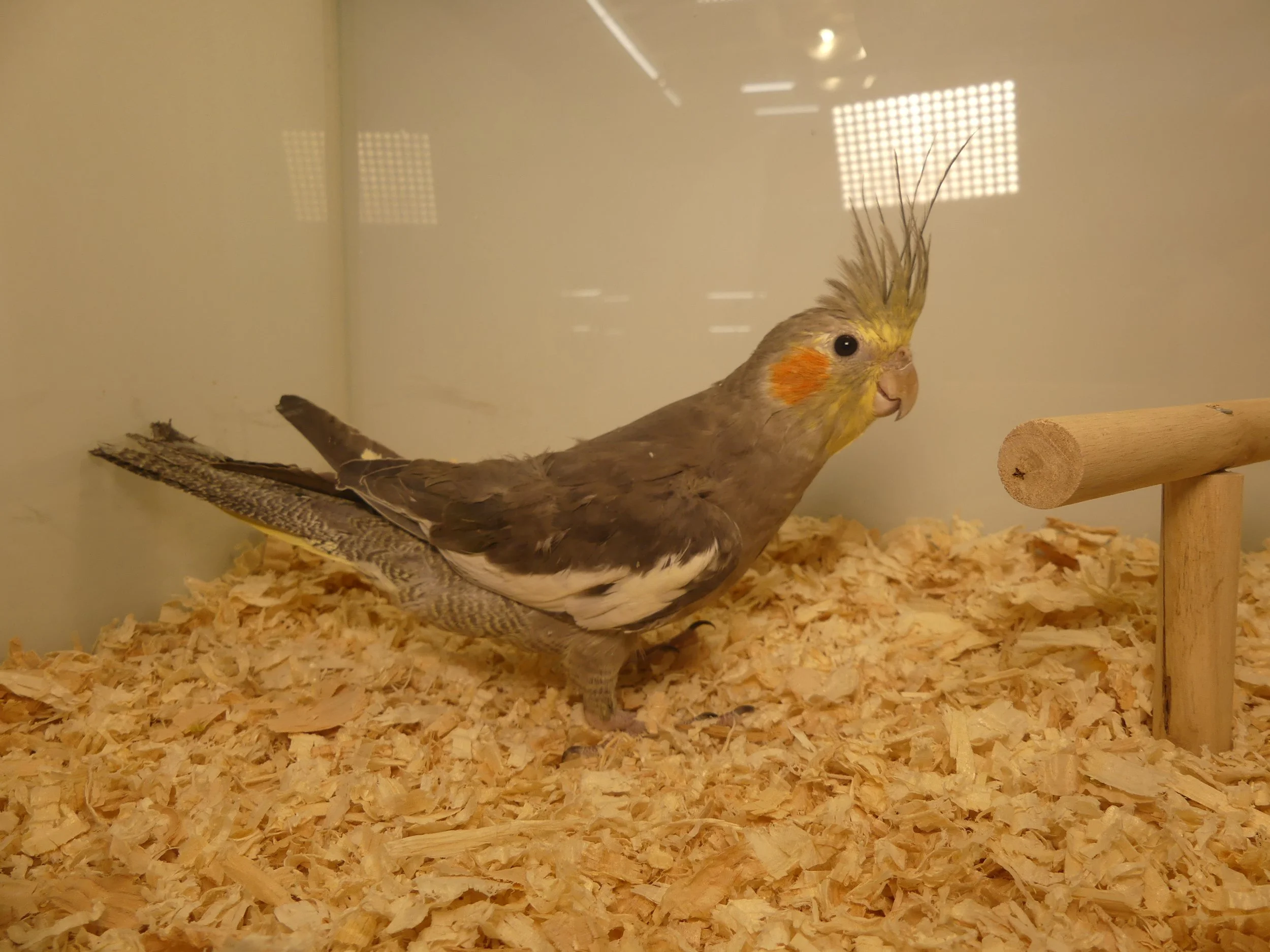 #20 grey male