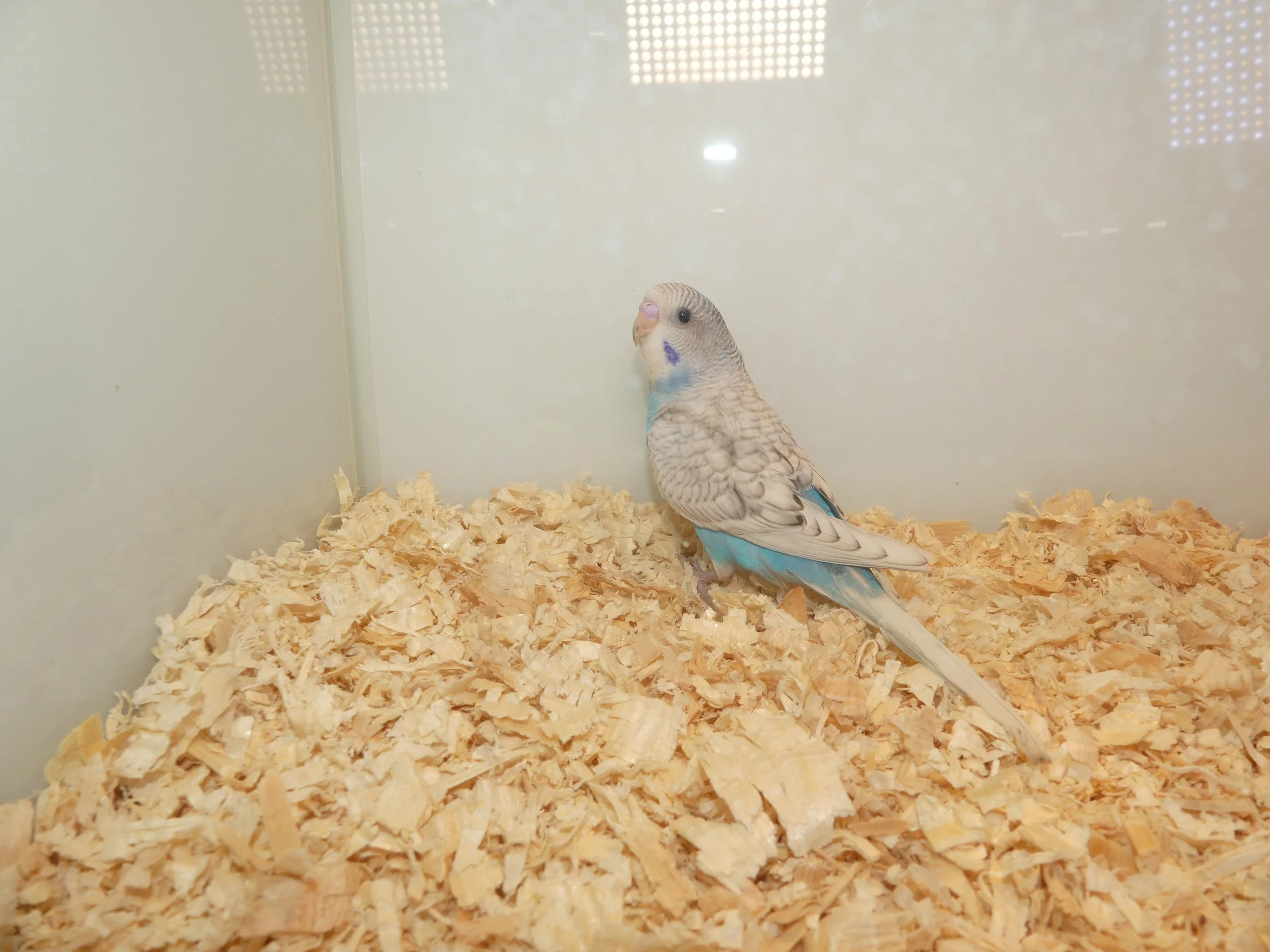 #6 White blue male -on hold   -lcl